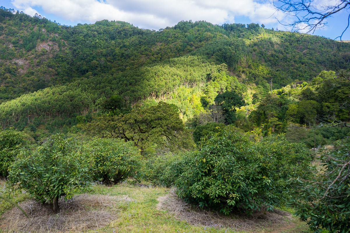 A view of Dragonwyck Farm near Magoebaskloof with avocado tree in the foreground and a forested mountain in the back