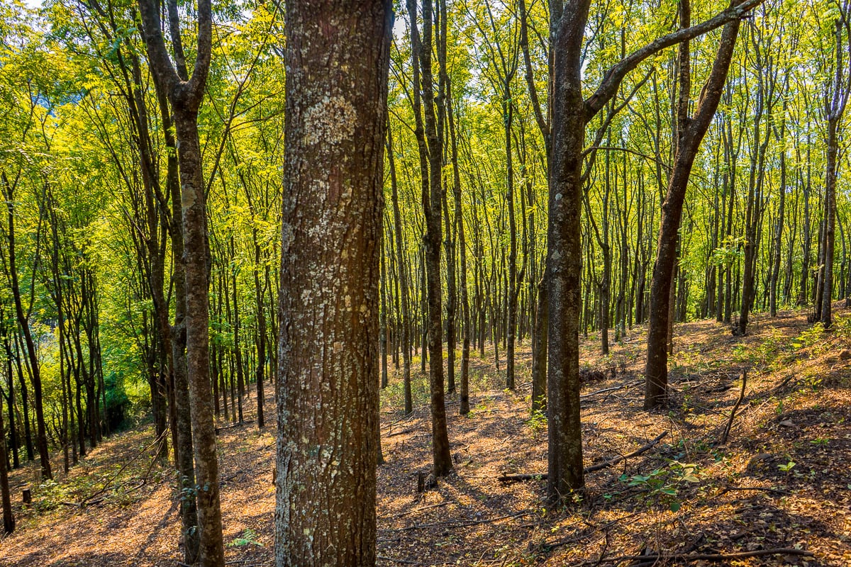 East Indian Mahogany trees planted in 1980 near Magoebaskloof in Limpopo province, South Africa
