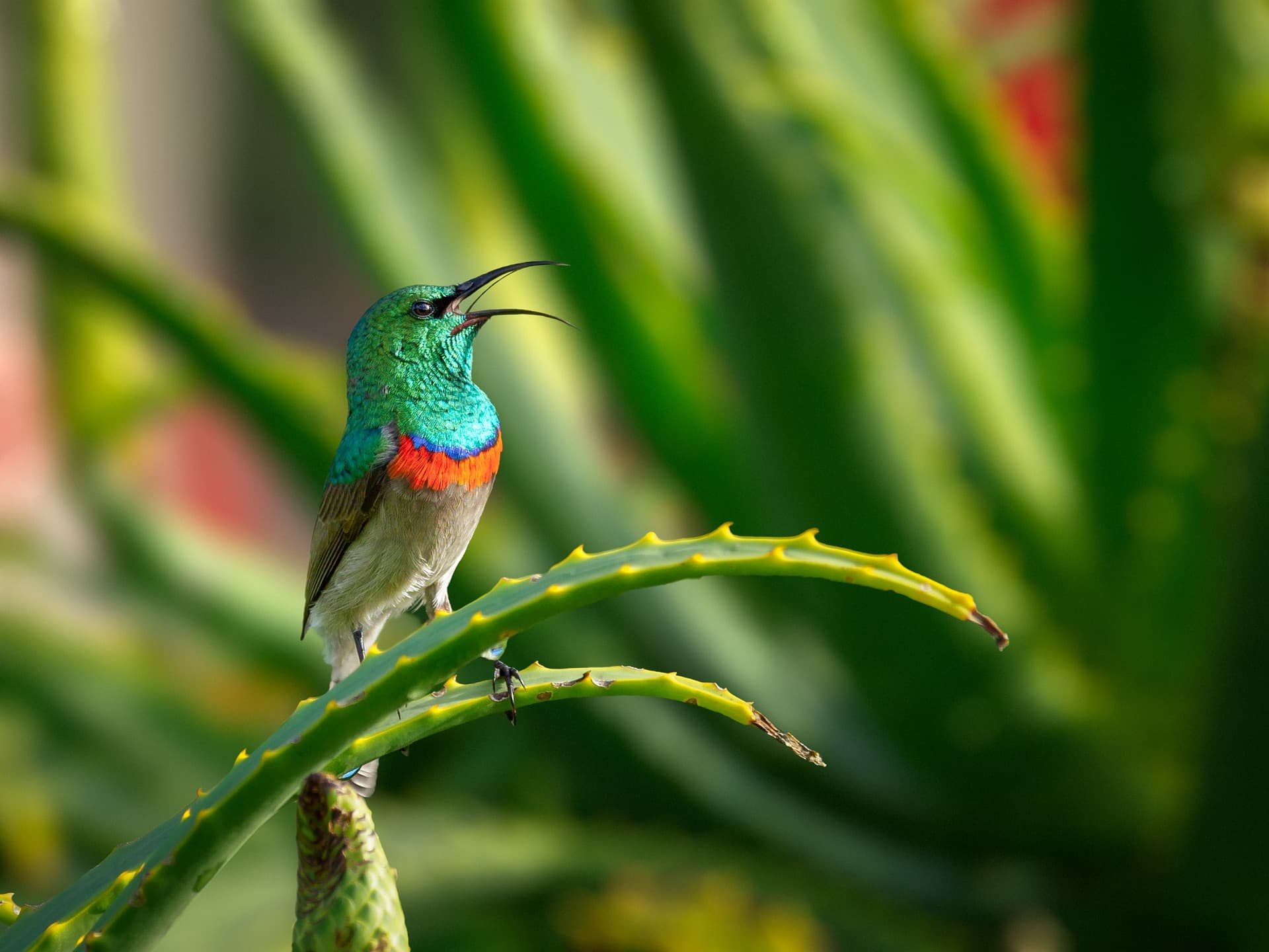 A Greater Double-collared Sunbird