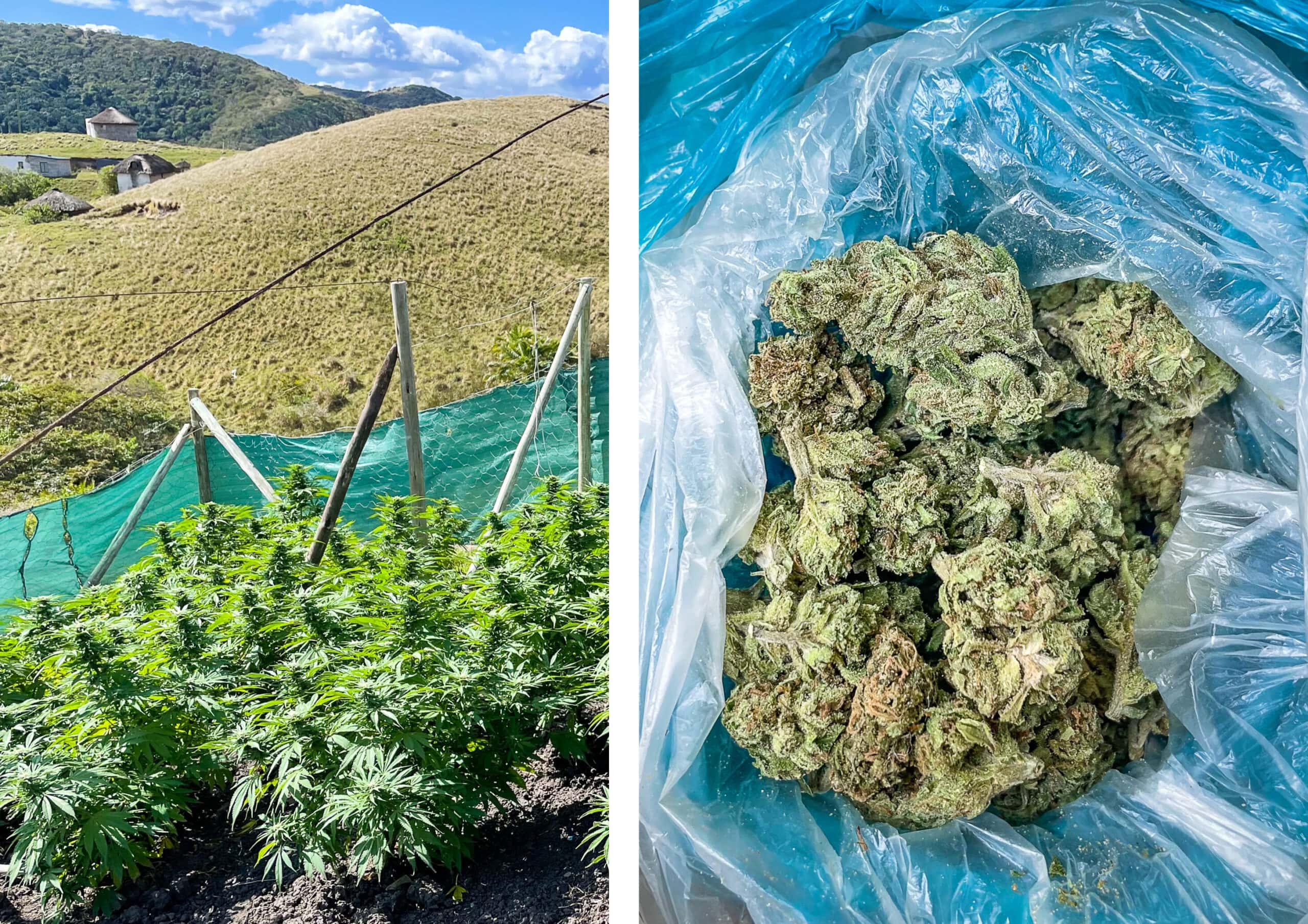Dagga in the Transkei