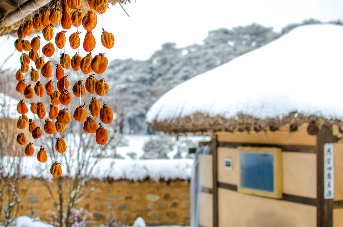pesimmons hanging to dry in Andong Hahoe Folk Village in Korea