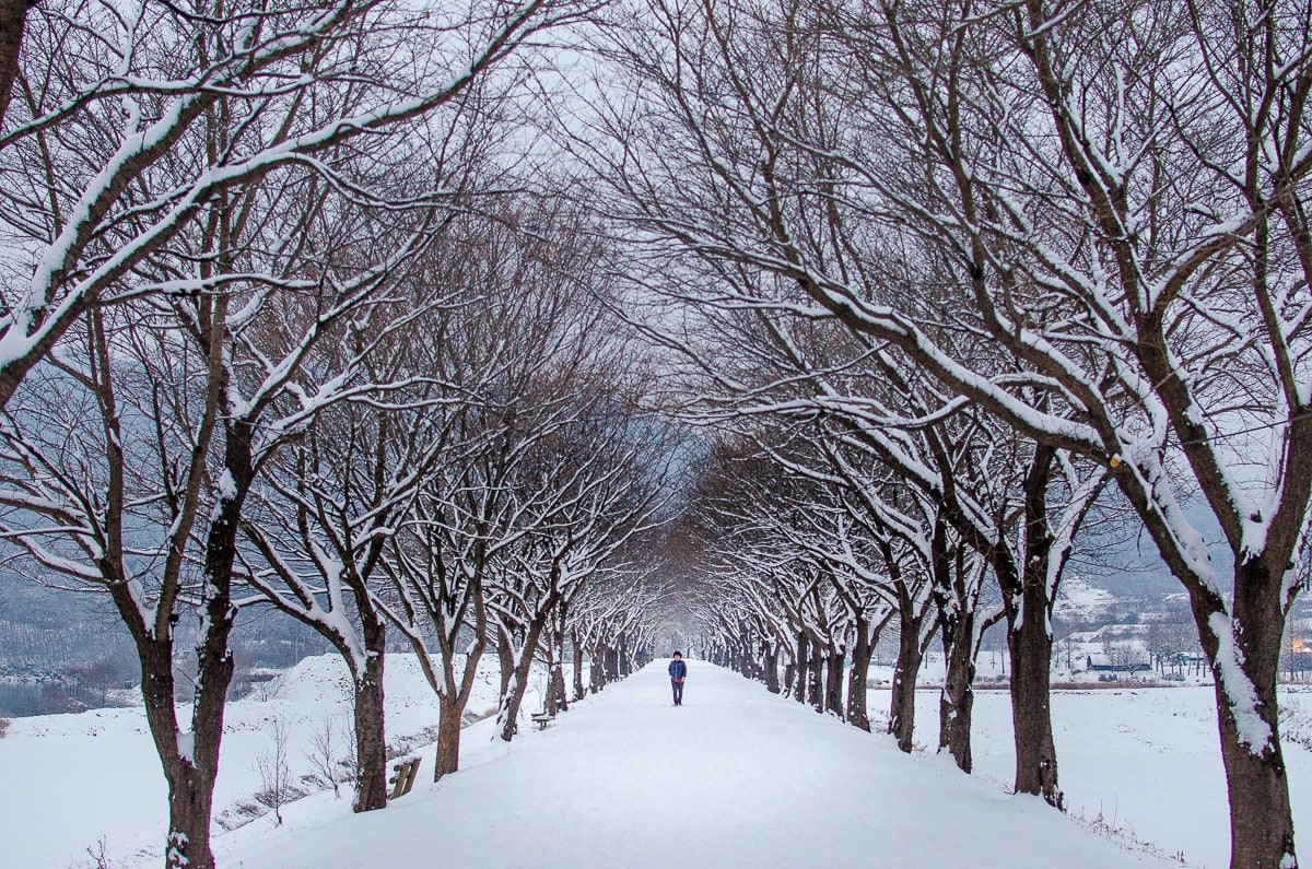 A winter scene with two rows of trees leading to a village in Korea