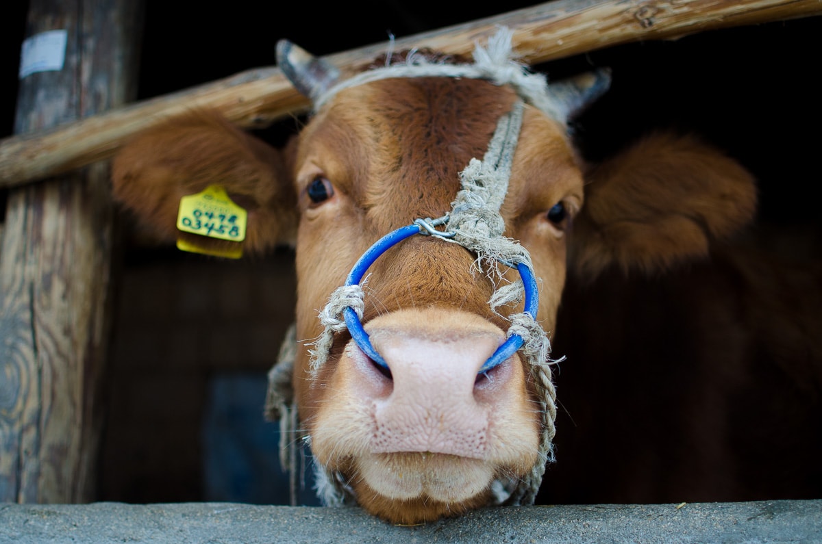 A cow in Andong Hahoe Folk Village