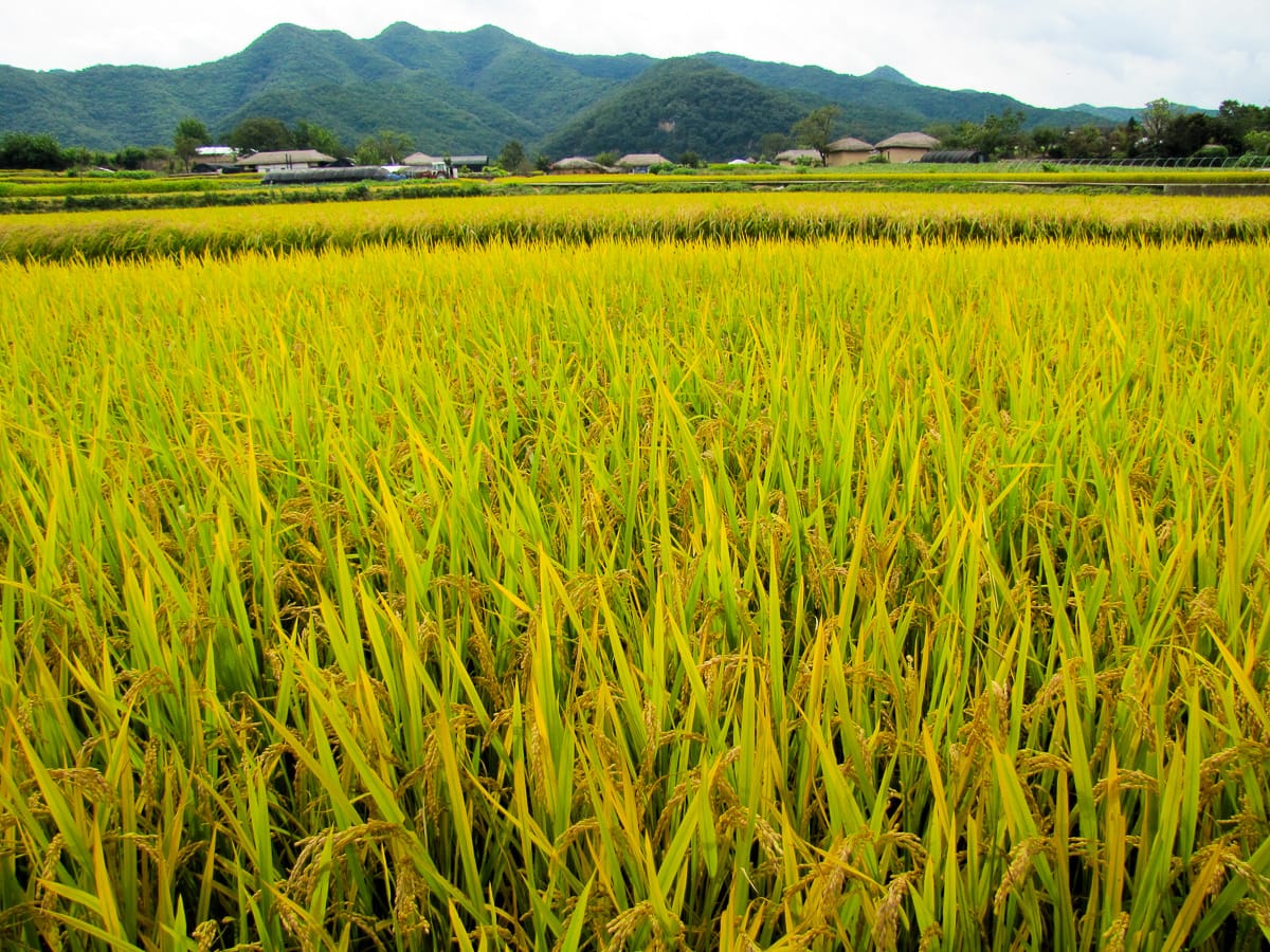 Rice fields at Andong Hahoe Village 