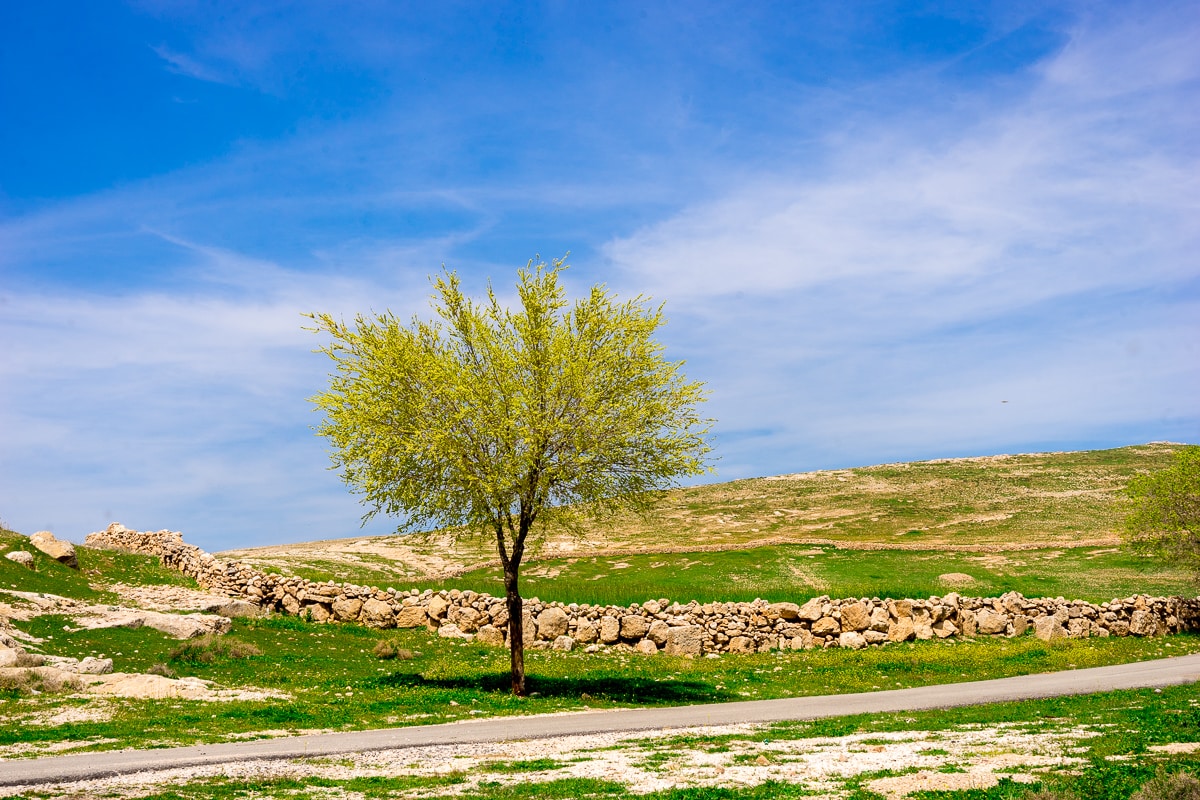 Spring scene with green grass and a tree in bloom in Dara Ancient City, Eastern Turkey