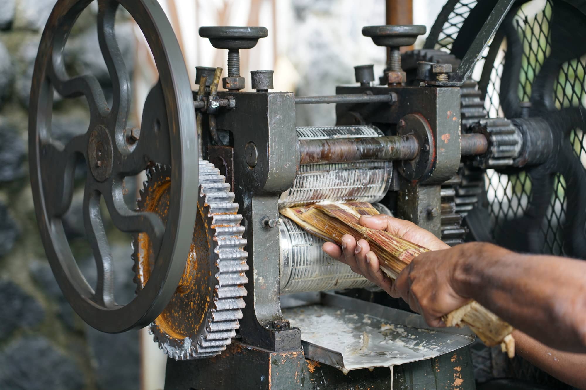Pressing juice from sugar cane