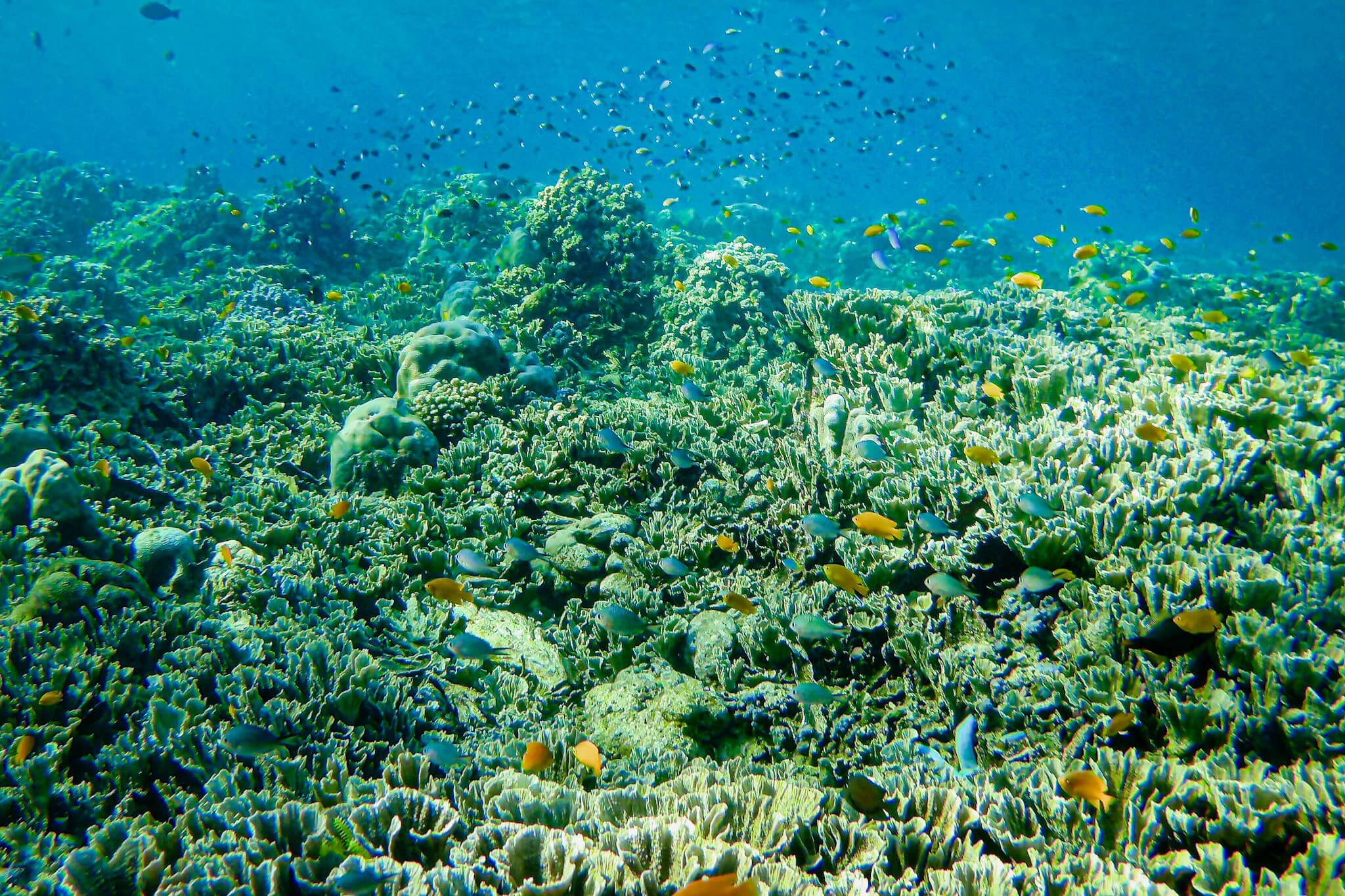 snorkeling at Manjarite