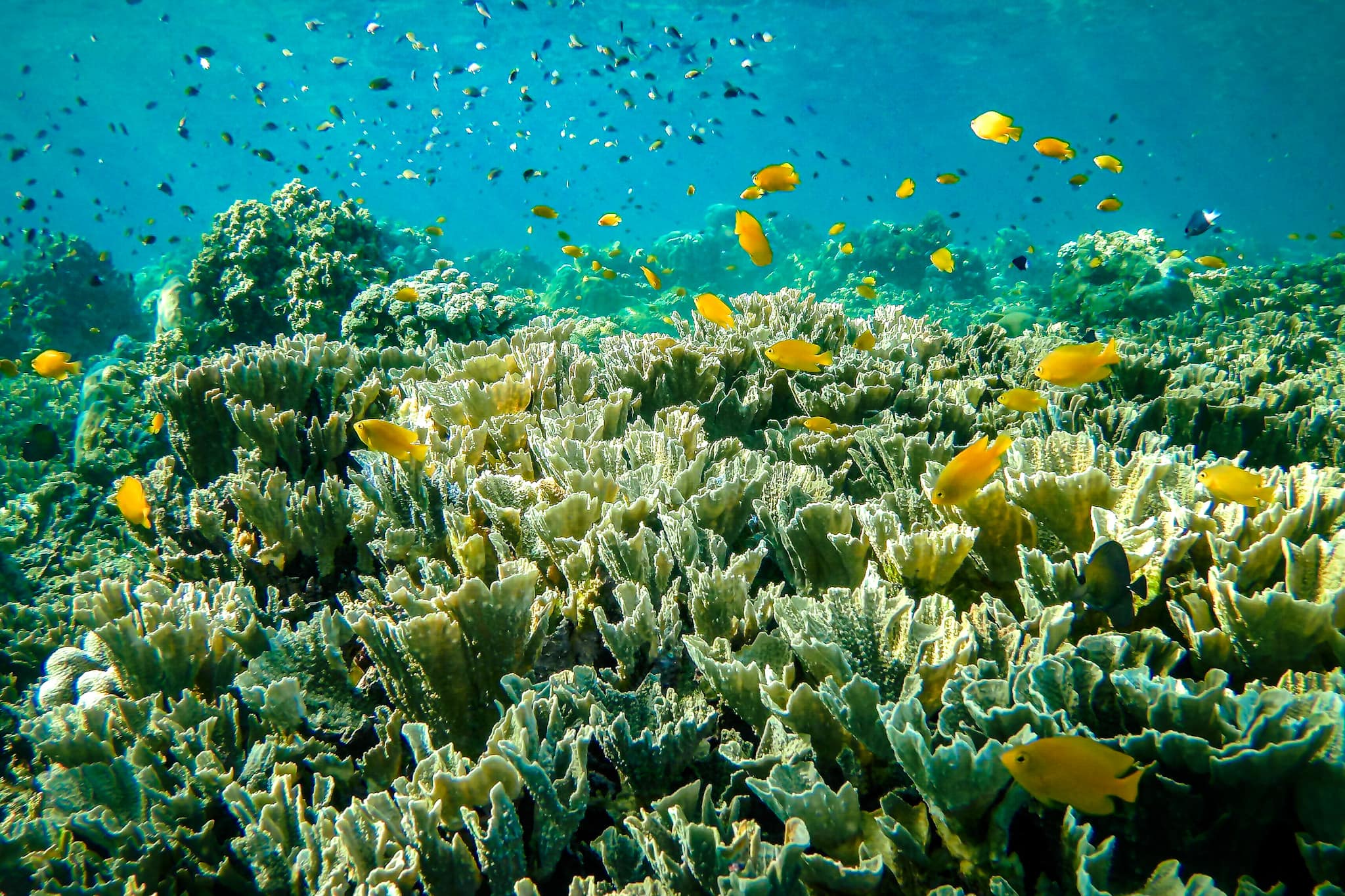 Cabbage coral and colourful reef fish seen when snorkeling in Amed