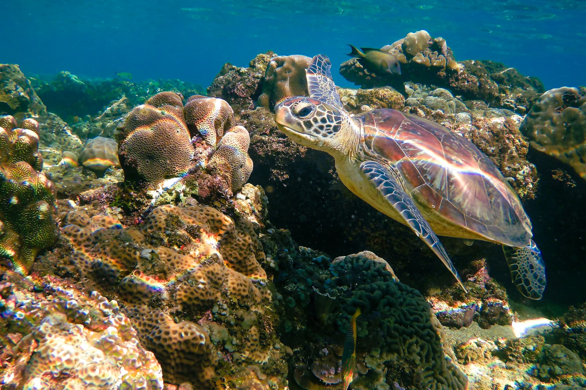 A turtle that I saw when snorkeling at Jemeluk Beach In Amed. 