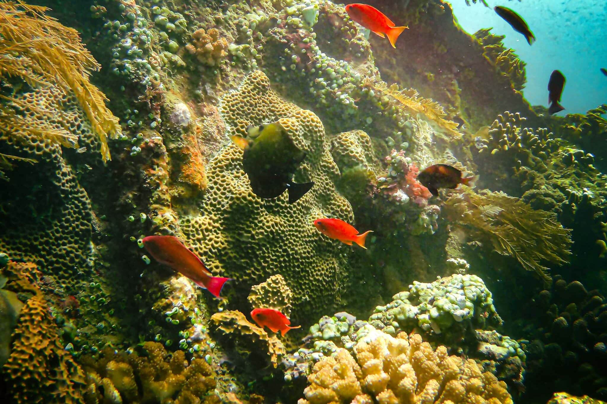 Colourful fish and coral at the Japanese Shipwreck