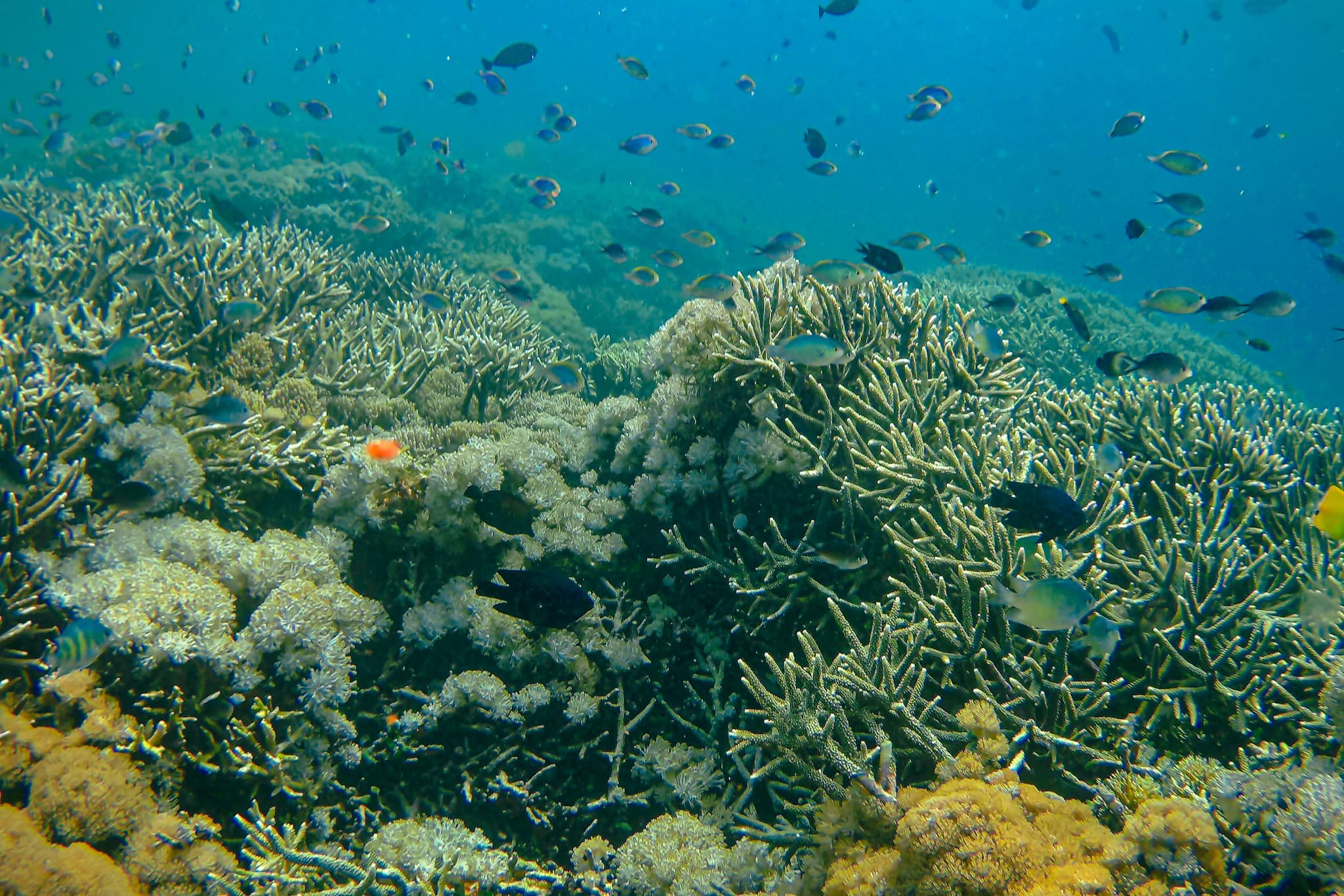 Komodo snorkeling