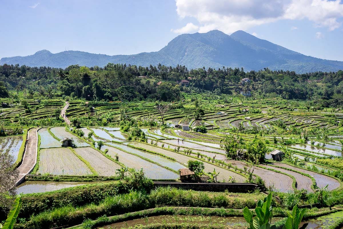 Landscape scene of the Berina rice terrace with a mountain in the background