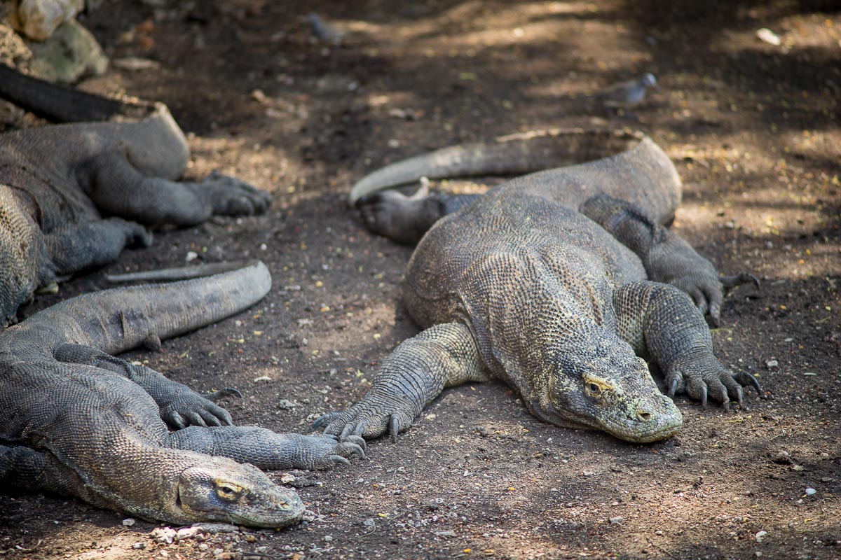 Komodo dragon at Rinca island