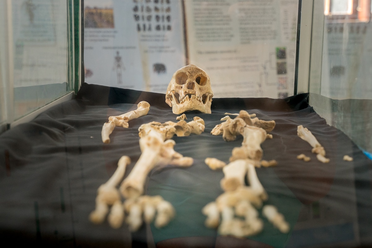 The skeleton of the Flores Hobbit displayed at the small museum next to the Liang Bua Cave