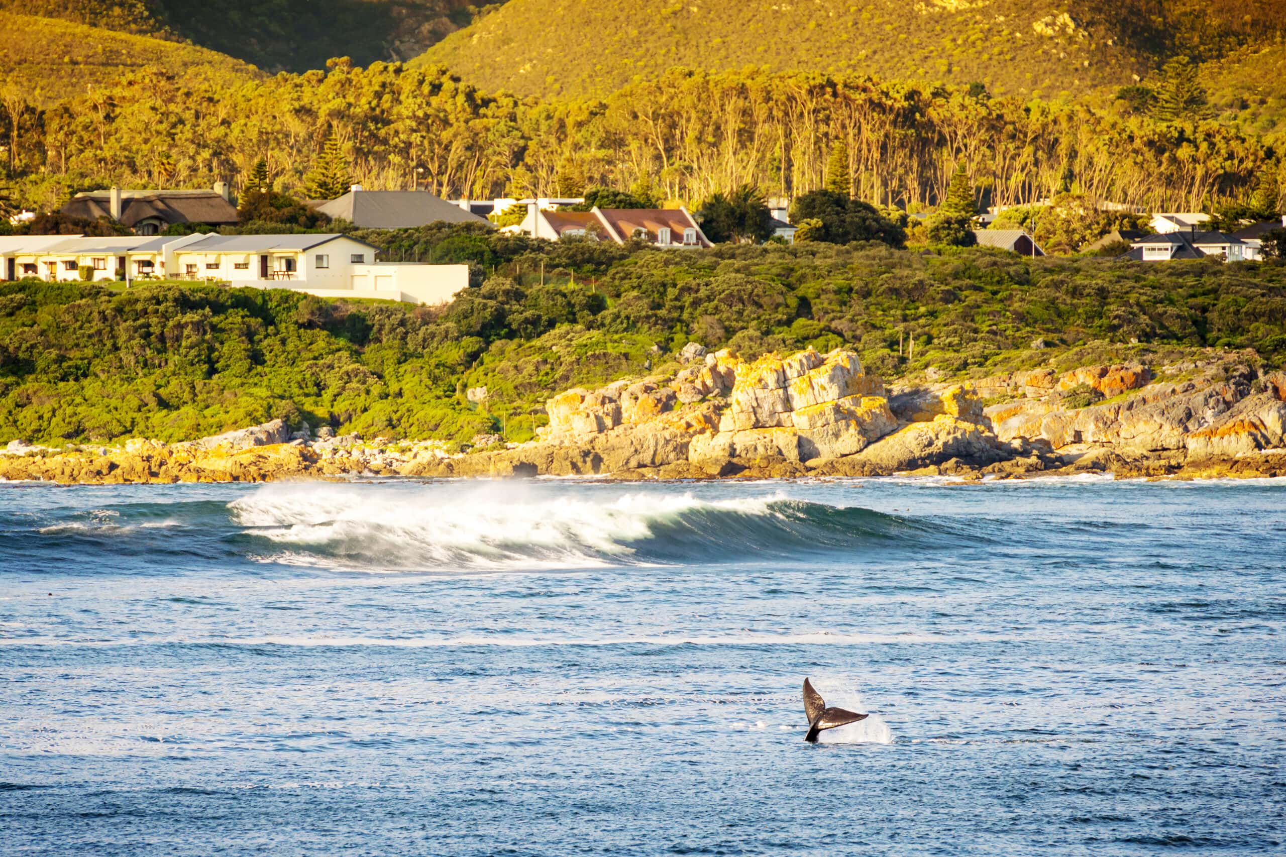 Small towns in South Africa - Hermanus seen with a whale's tail flicking out of the water