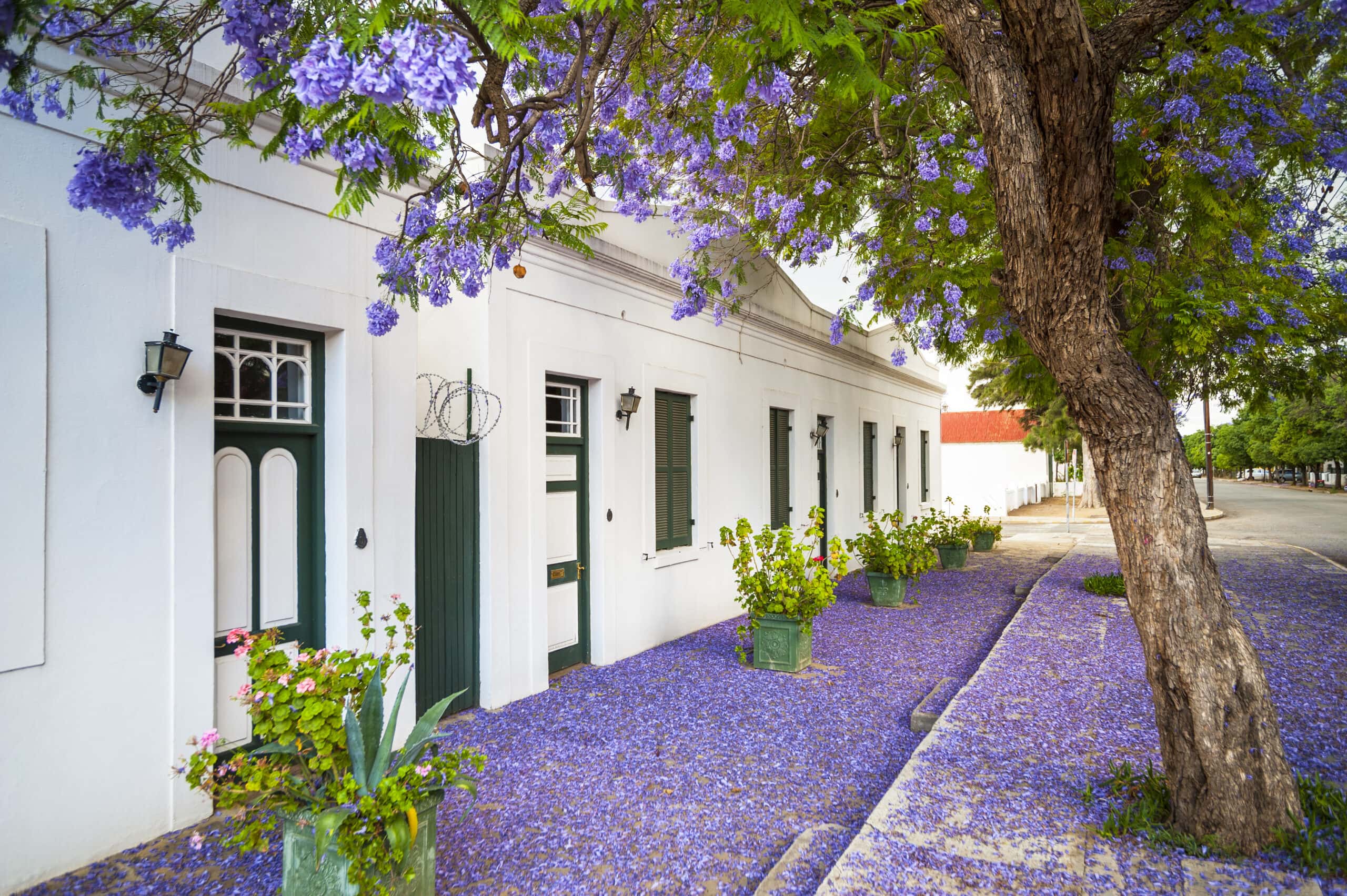 Flowering jacaranda tree and Cape Dutch architecture in Graaff-Reinet
