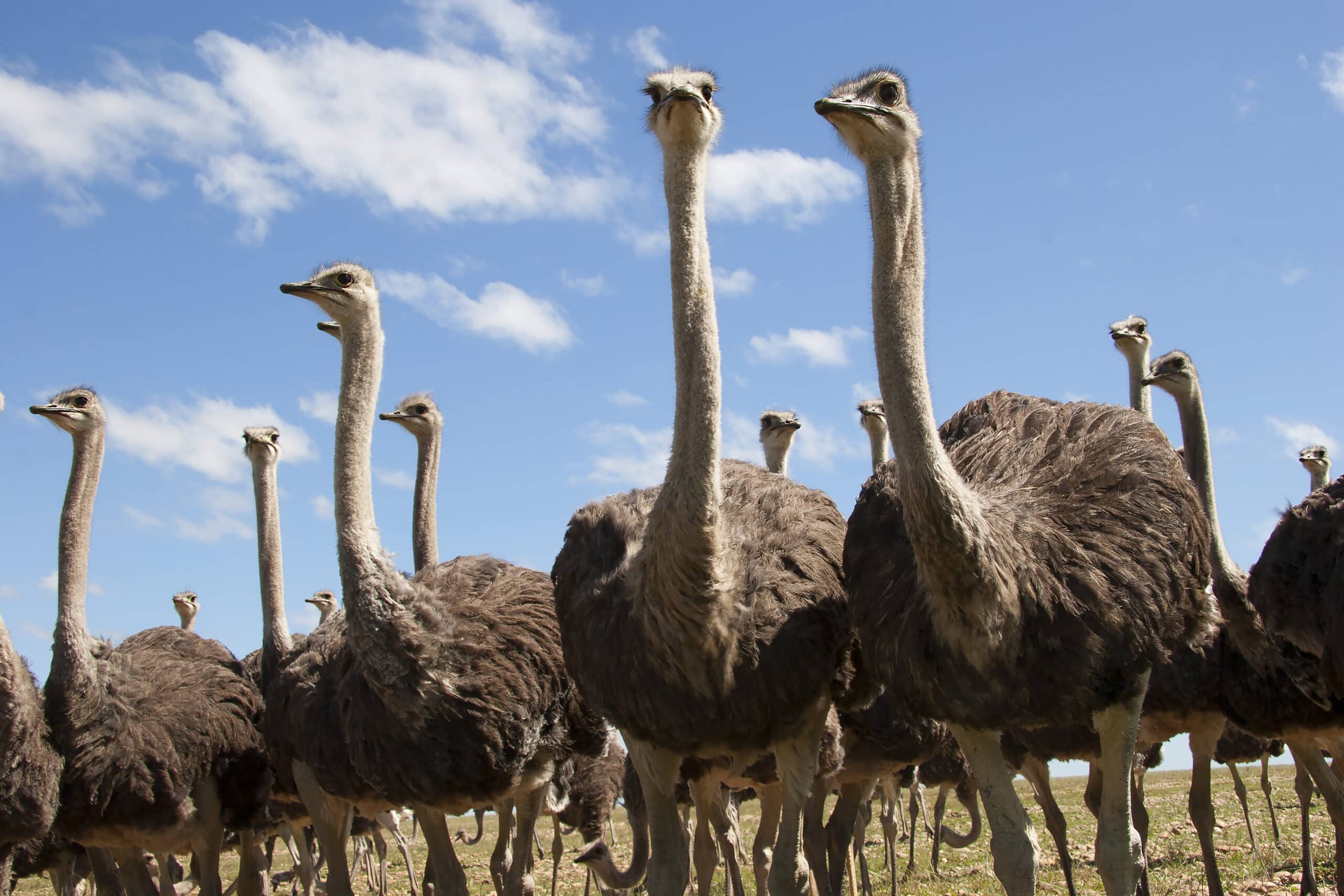 Oudtshoorn with its ostrich farms is one of the best small towns in South Africa to visit