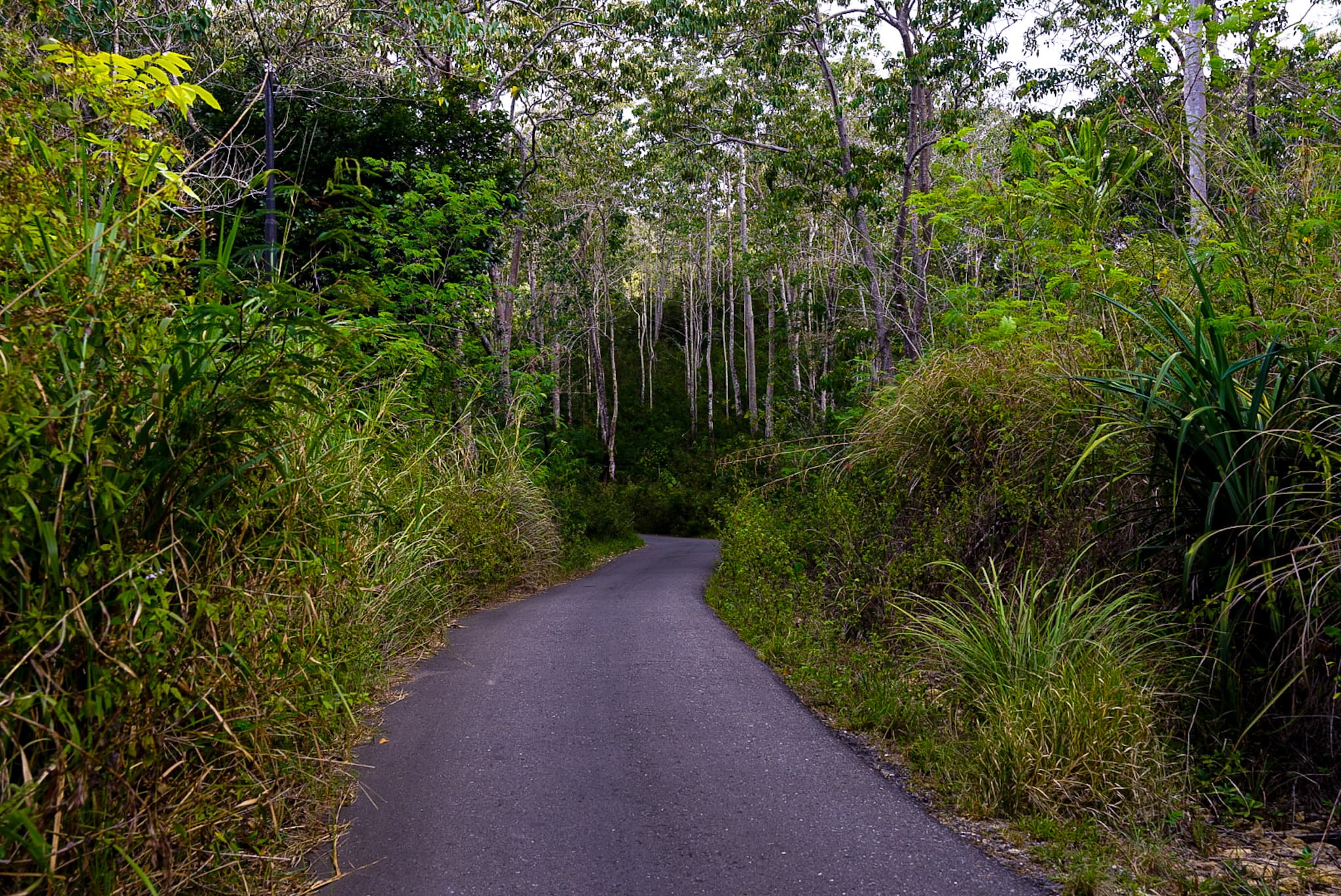 a narrow road running through the forest near Ruteng