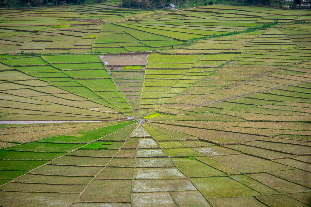 Spider web rice fields - things to do in Ruteng, Flores