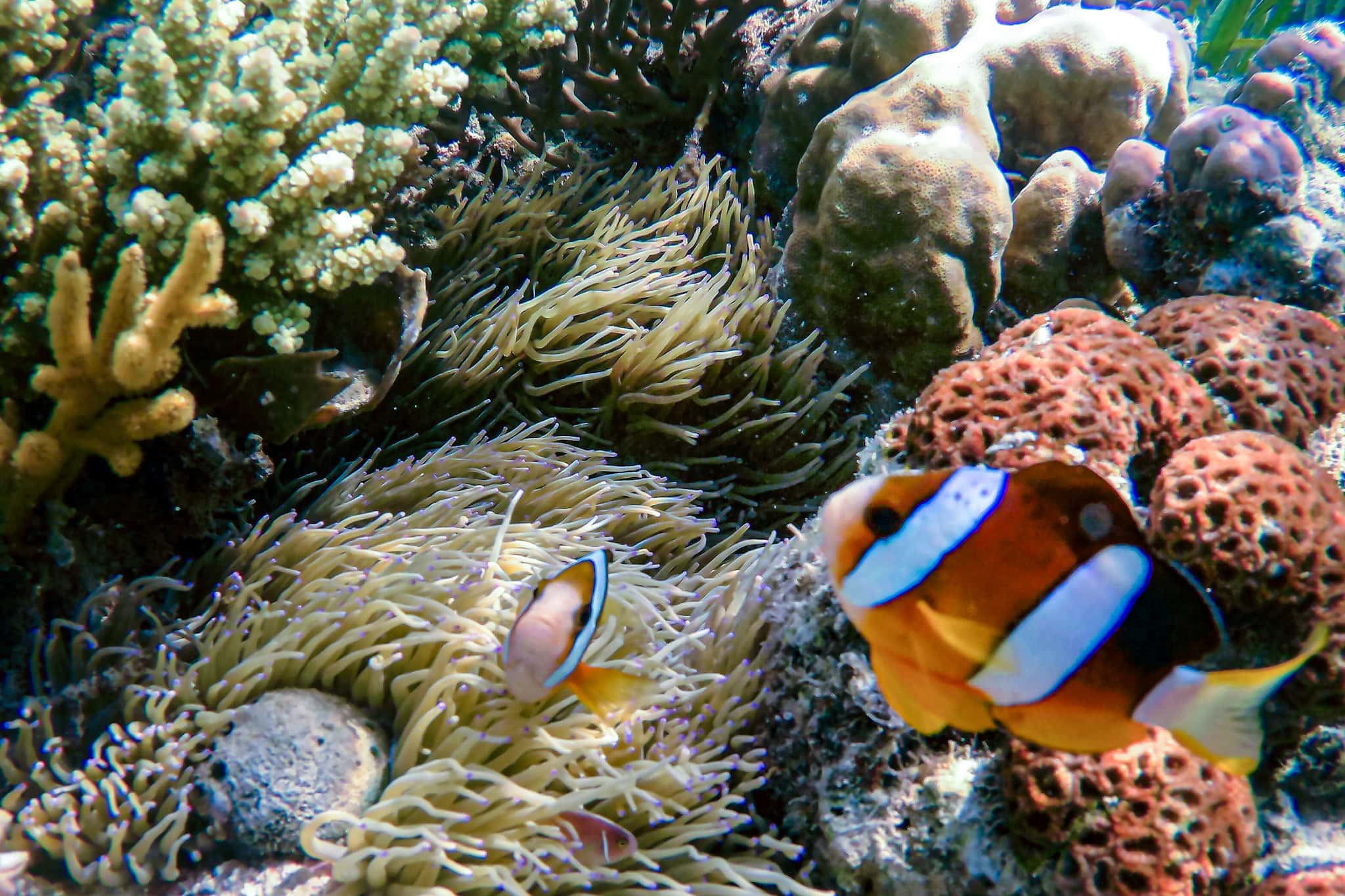 An underwater photo showing two clownfish in their anemone in the the 17 Island Marine Park