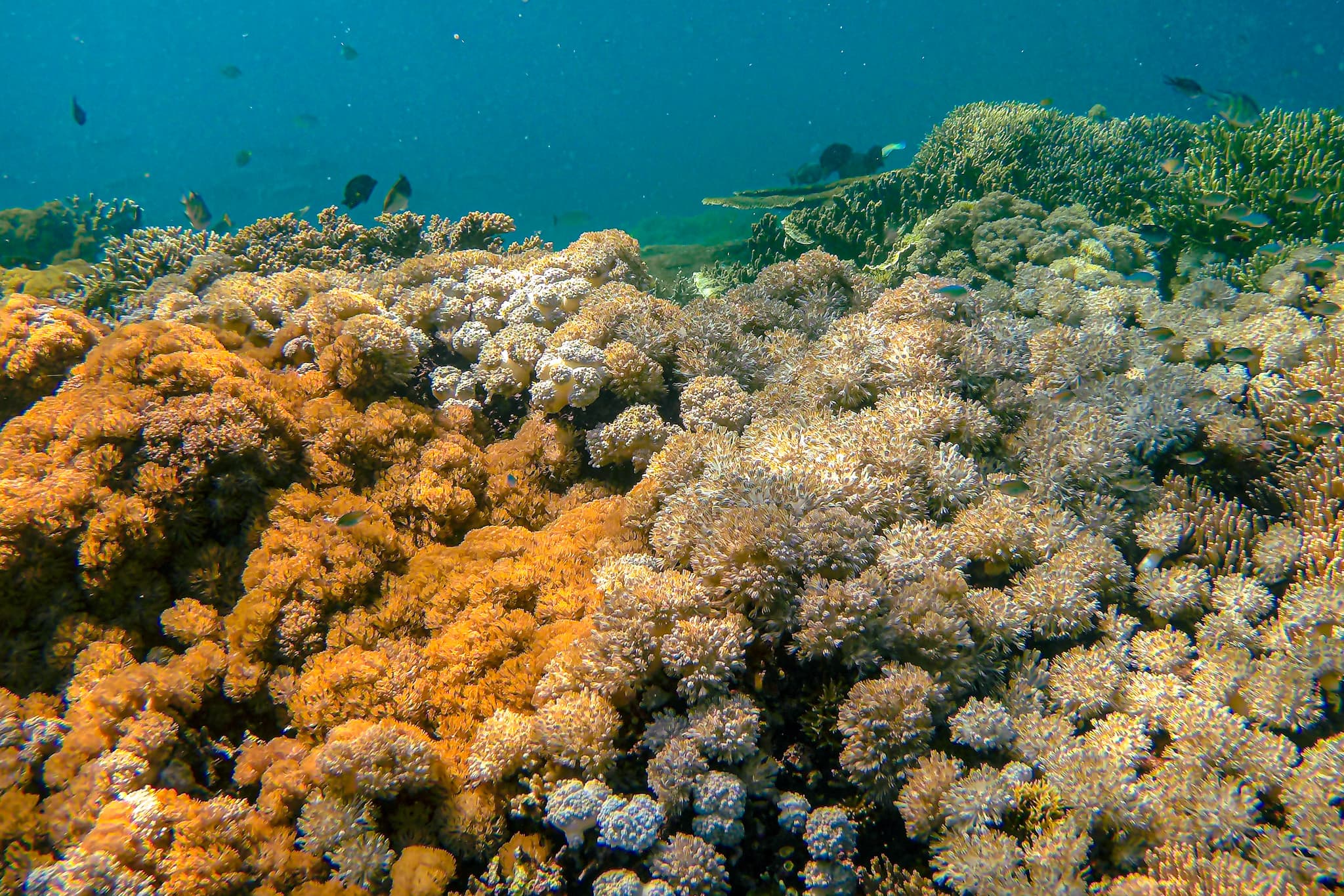 An underwater photo of soft and hard coral, seen when snorkeling in Komodo National park during our overland trip to Flores, Indonesia