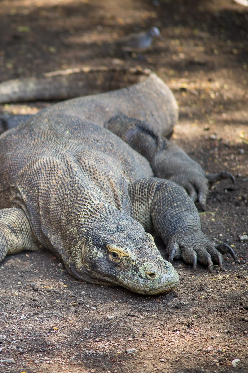 A close-up of a Komodo dragon on Rinca Isalnd, Komodo National Park