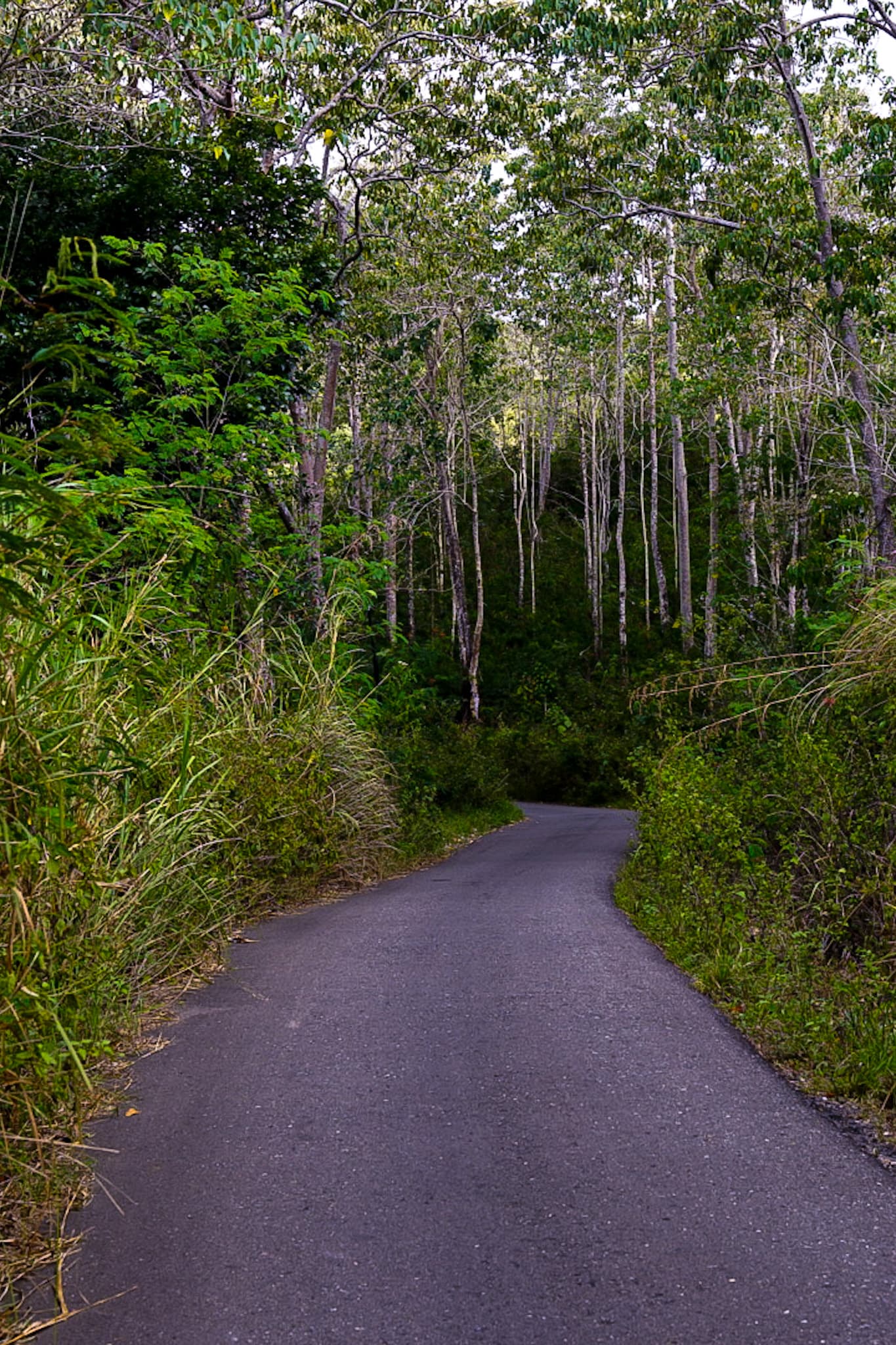 A narrow road winding through the forest in Ruteng