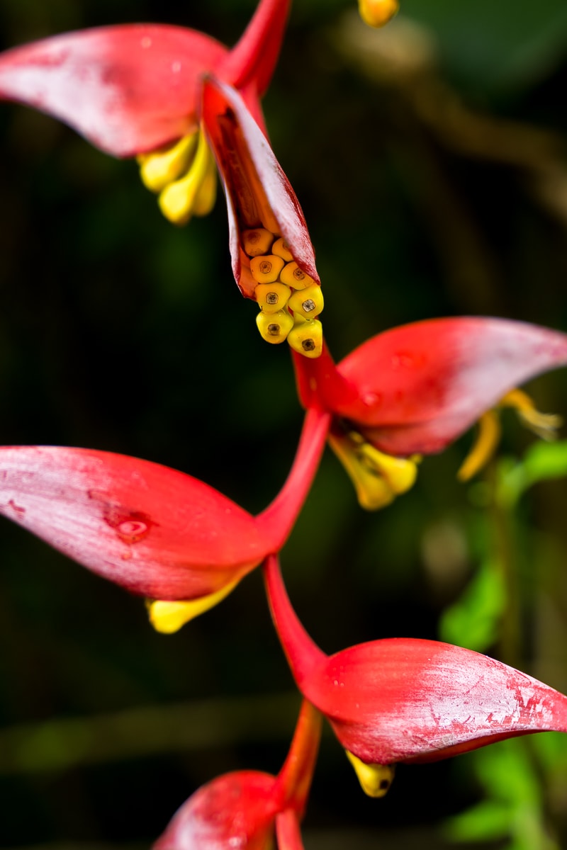 A red and yellow tropical flower, seen in Bajawa when we travelled across the Indonesian island of Flores