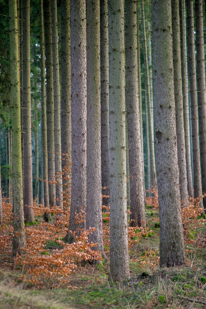 A picture of dense pine forest in Marienbad, Czech Republic