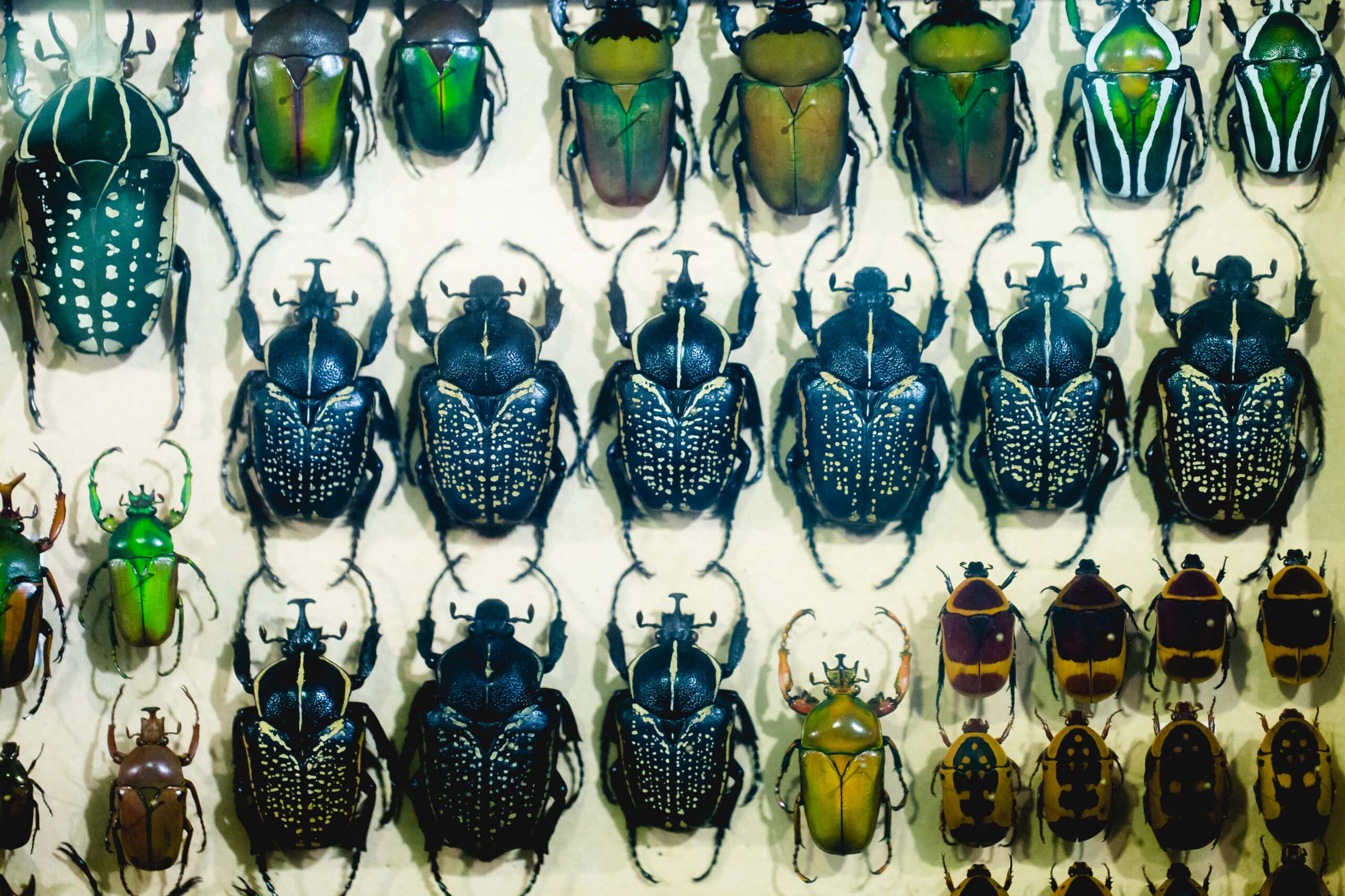 Collection of beetle with pins. Insect collection of entomologist. A rare collection of beetles in a showcase. Natural Science Museum