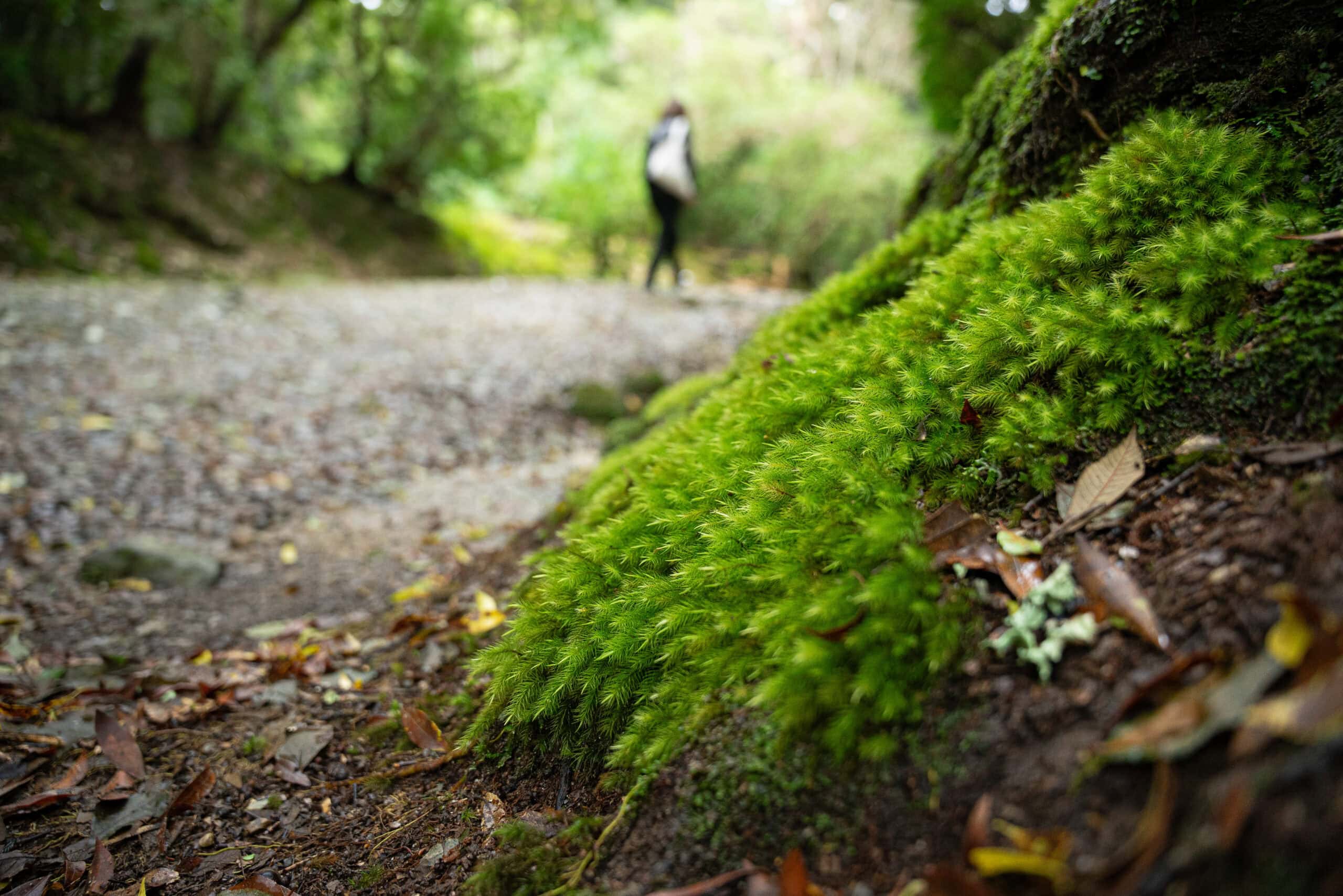 Moss growing along the Shimononegi-michi Pathway in Nara