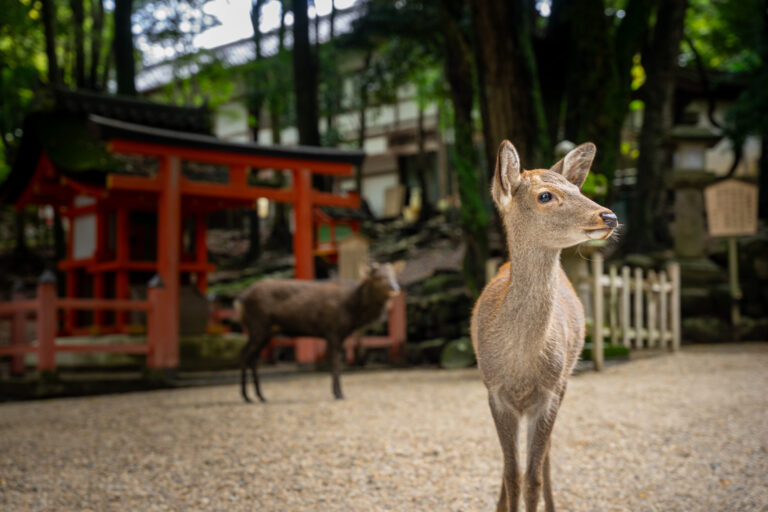 Nara day trip from Kyoto