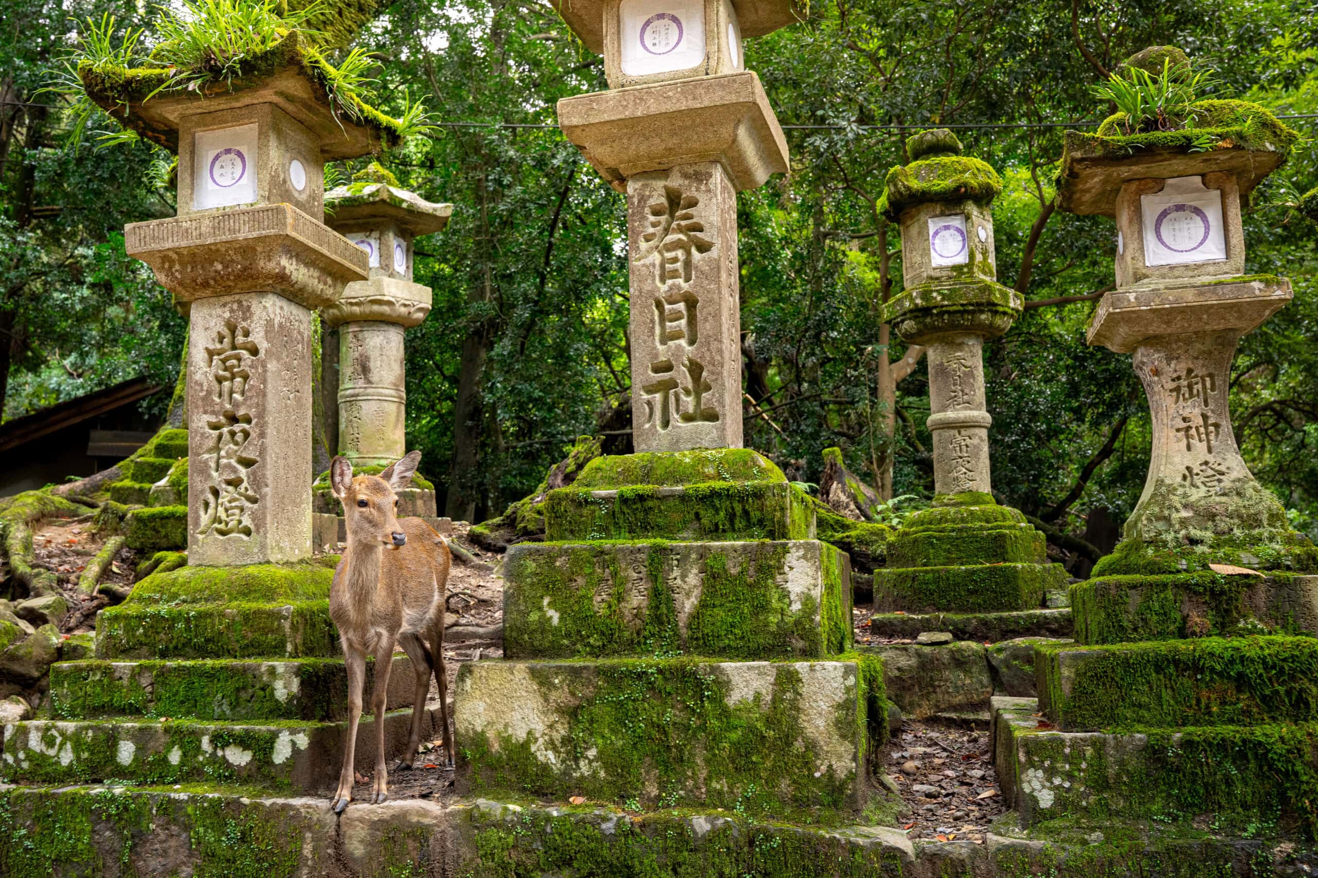 A female deer standing between stone lanterns covered in moss near the Kasuga Taisha Shrine in Nara