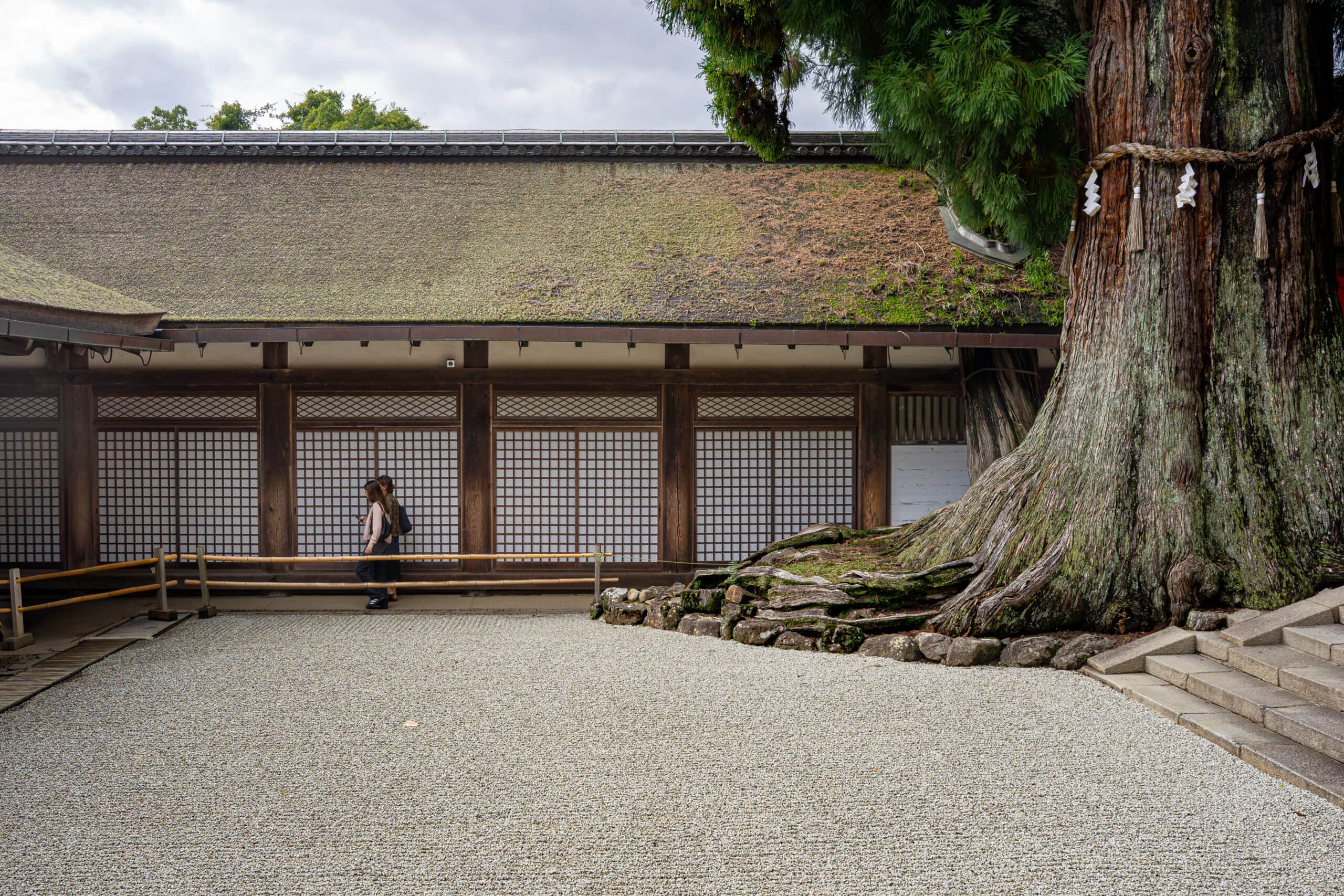 Two women walk past a 1000 year old cedar tree at the Kasuga Taisha Shrine