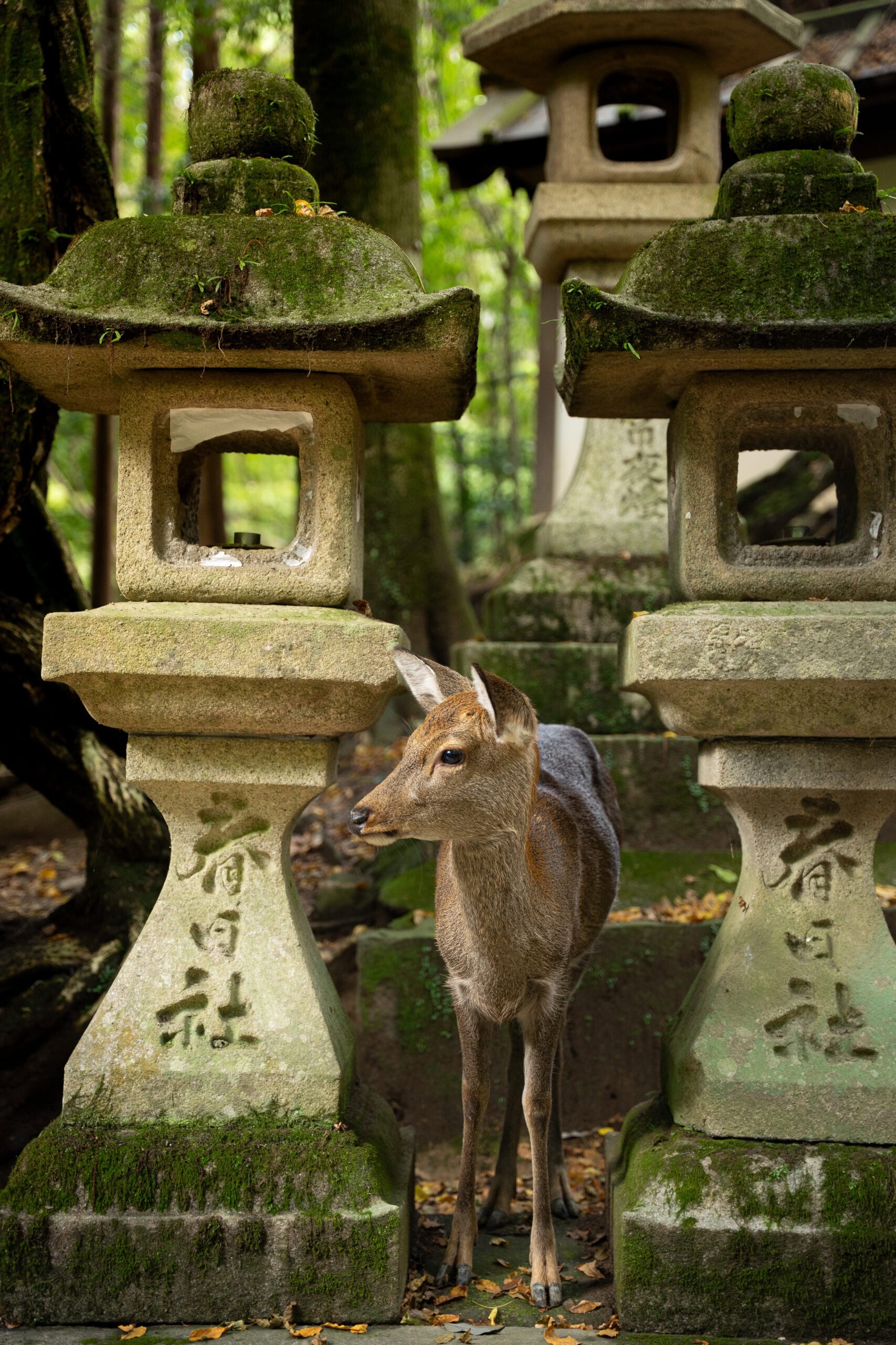 Deer standing between stone lanterns 