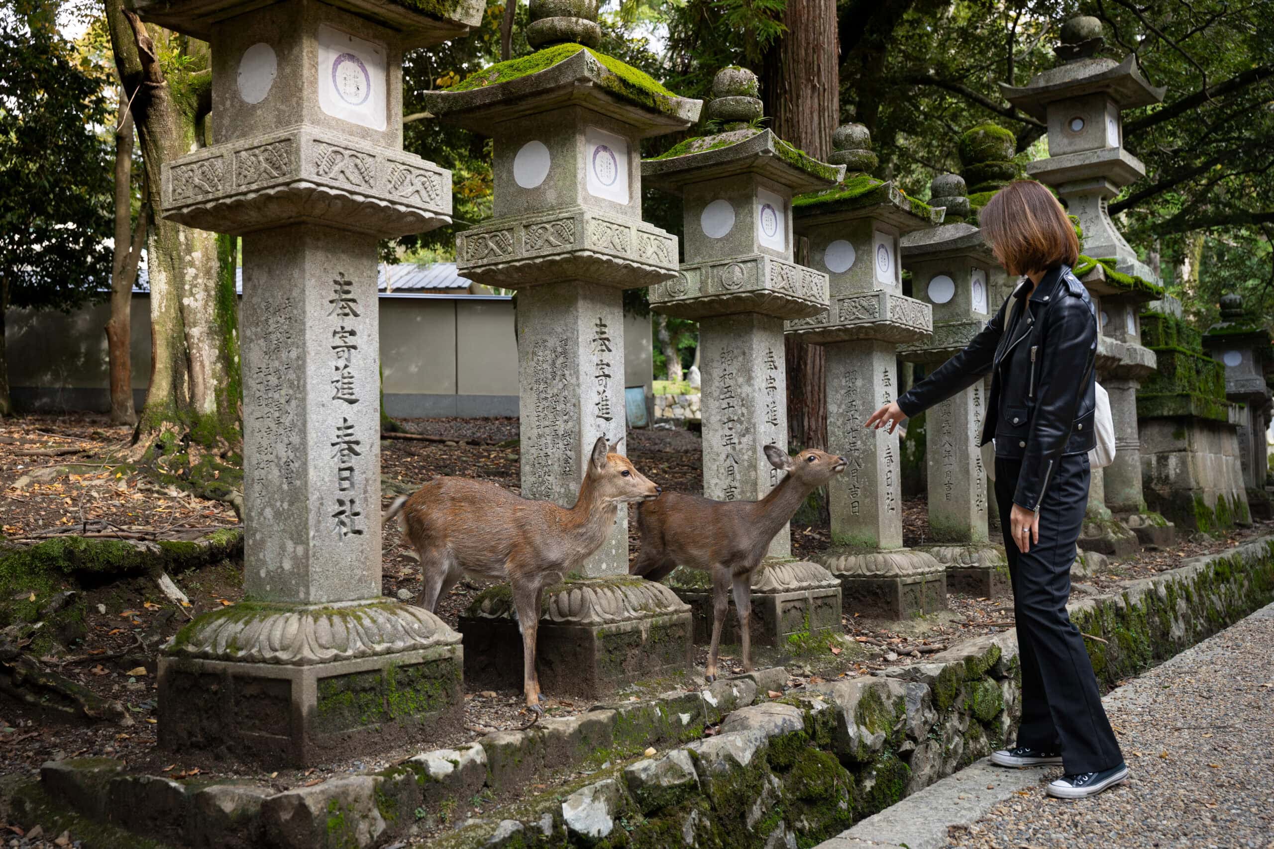 Jin trying to touch two juvenile deer standing between stone lanterns in Nara, Japan