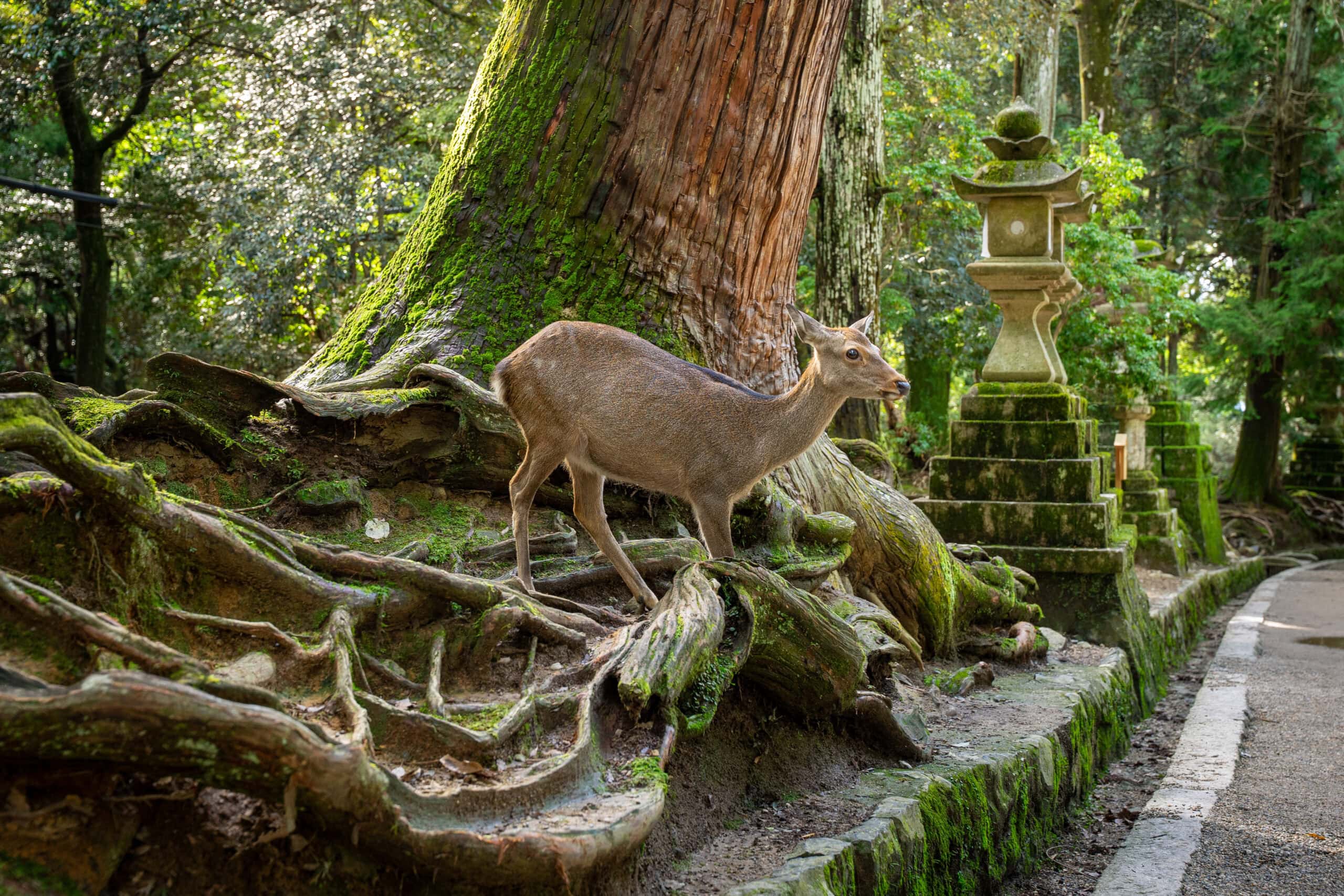 Nara day trip from Kyoto guide