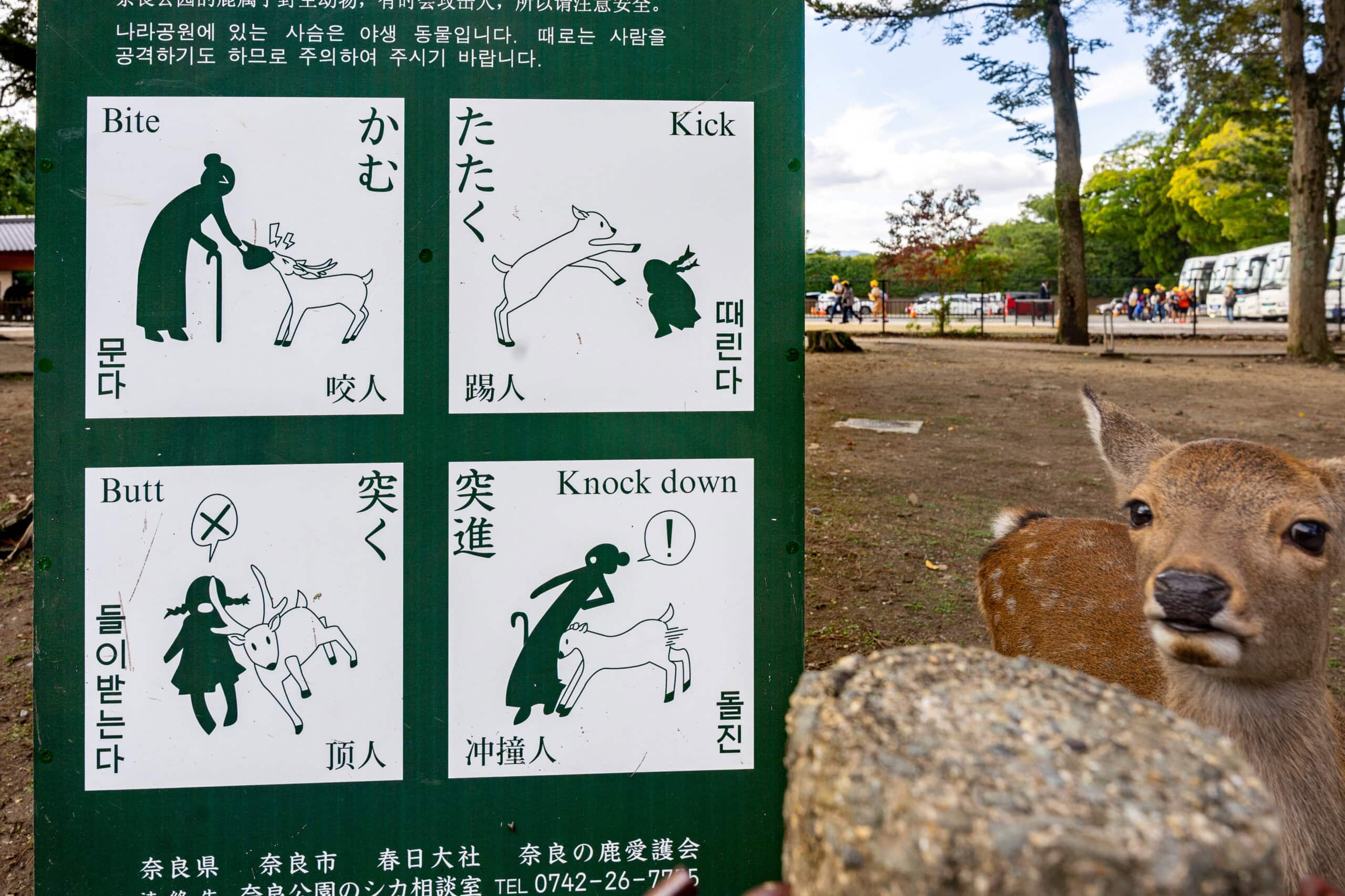 A young deer standing next to sign warning visitors that deer can bite, kick, or butt them. Seen on our Nara day trip from Kyoto