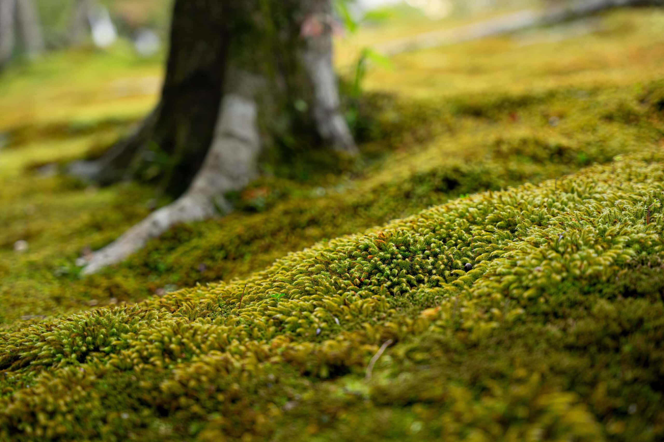 Moss garden , Isuien Garden