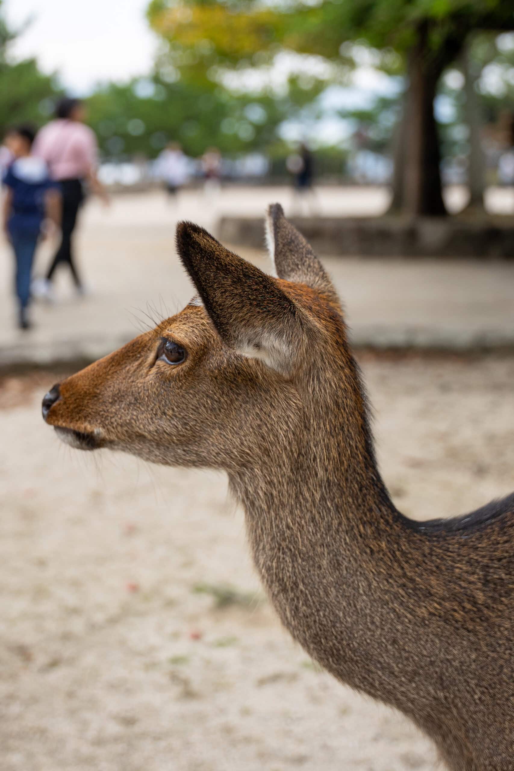 A female deer on Miyajima island