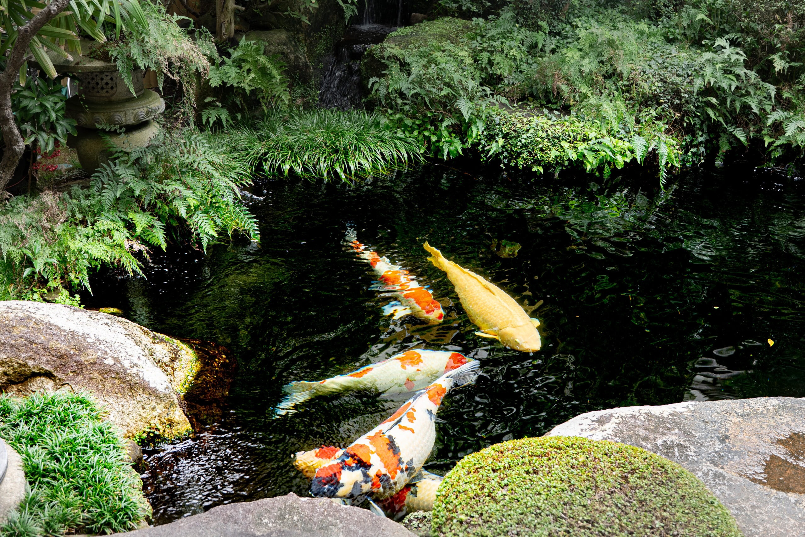 Small Japanese garden with a pond with 4 large koi fish, seen at Daikonya on Omotesando Shotengai in Miyajima island