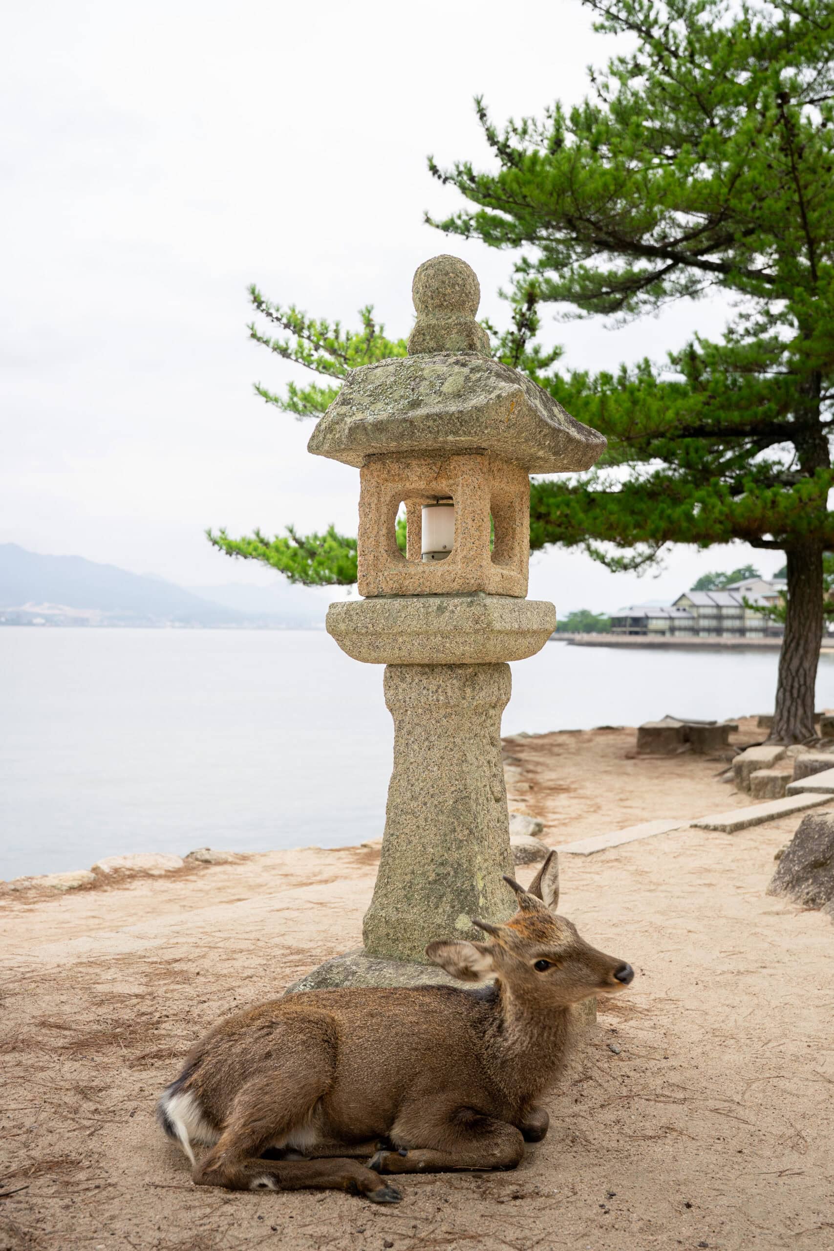 A young male deer laying in front of a stone lantern on Miyajima Island, Japan