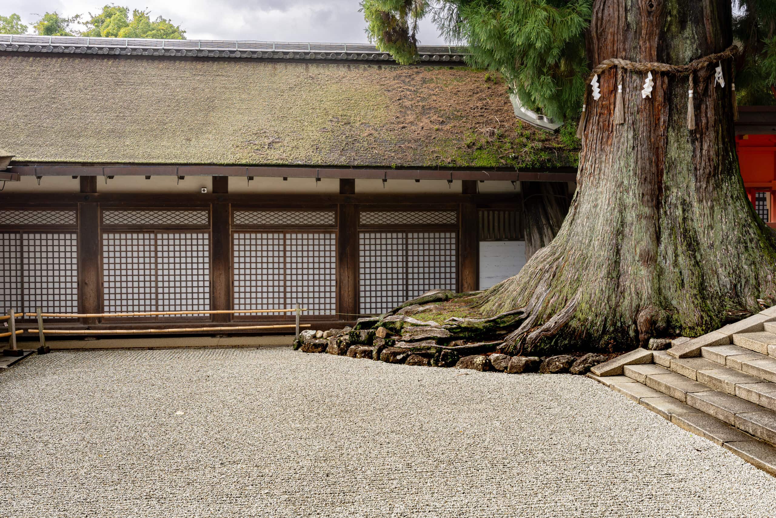 an enormous ceder tree at the Kasuga Taisha Shrine in Nara