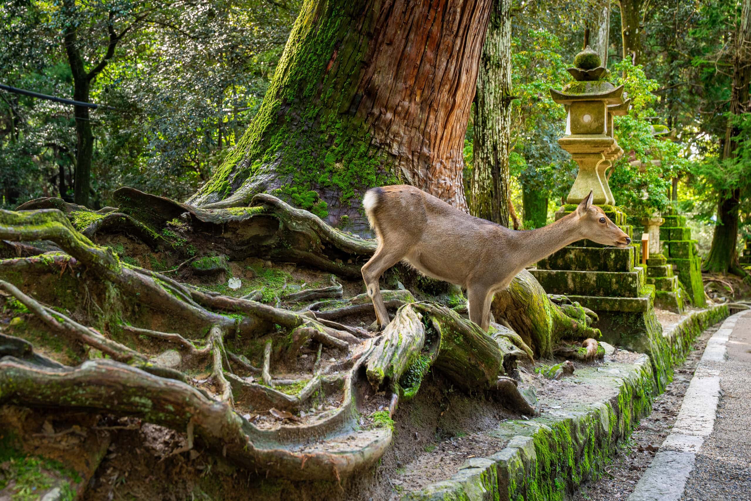 Our 4 days in Kyoto itinerary includes a day trip to Nara. Here a female deer stands under a huge tree with stone lanterns in the background