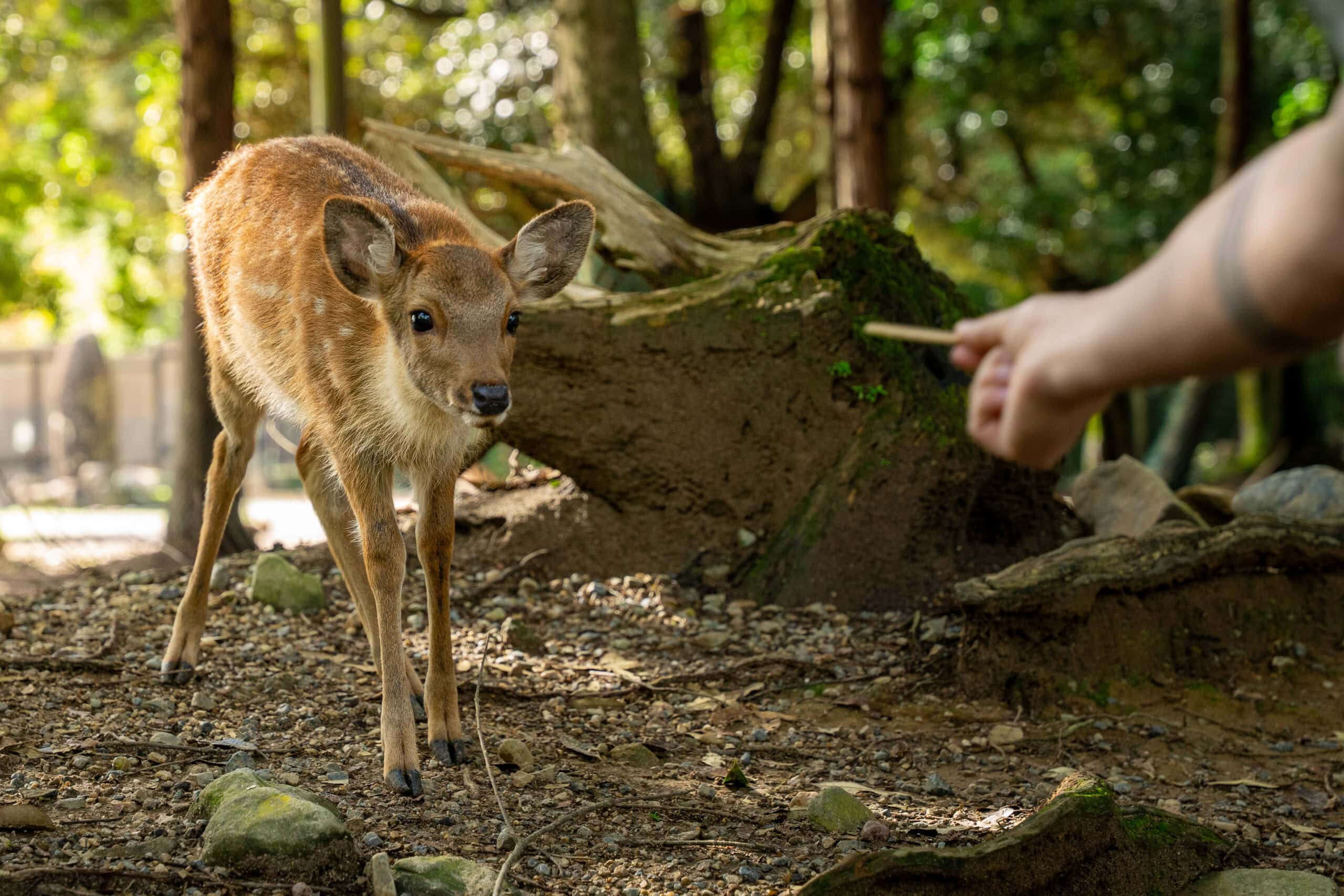 A tourist feeding a fawn in Nara Park