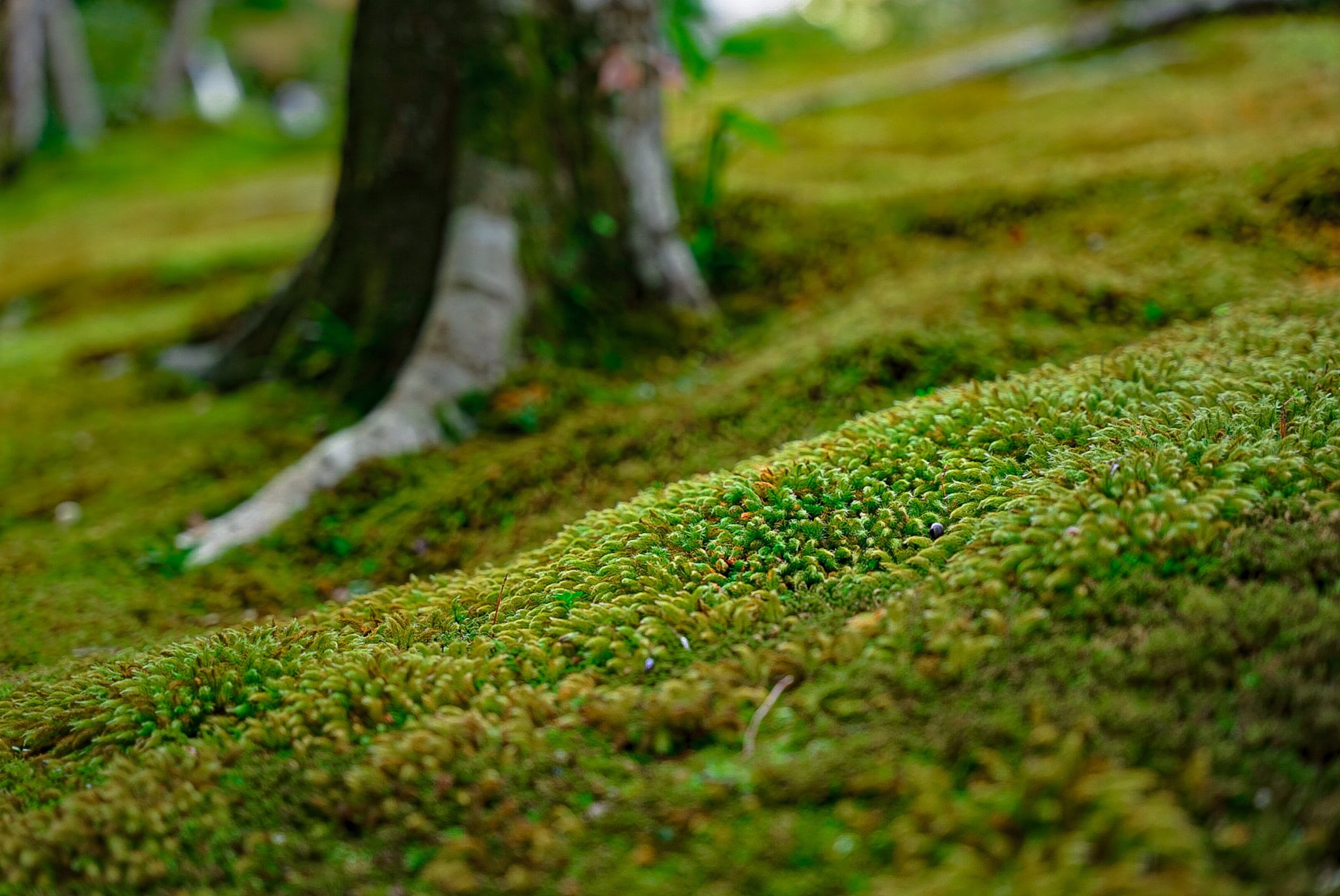 A close-up of moss inside a Japanese Garden in Kyoto