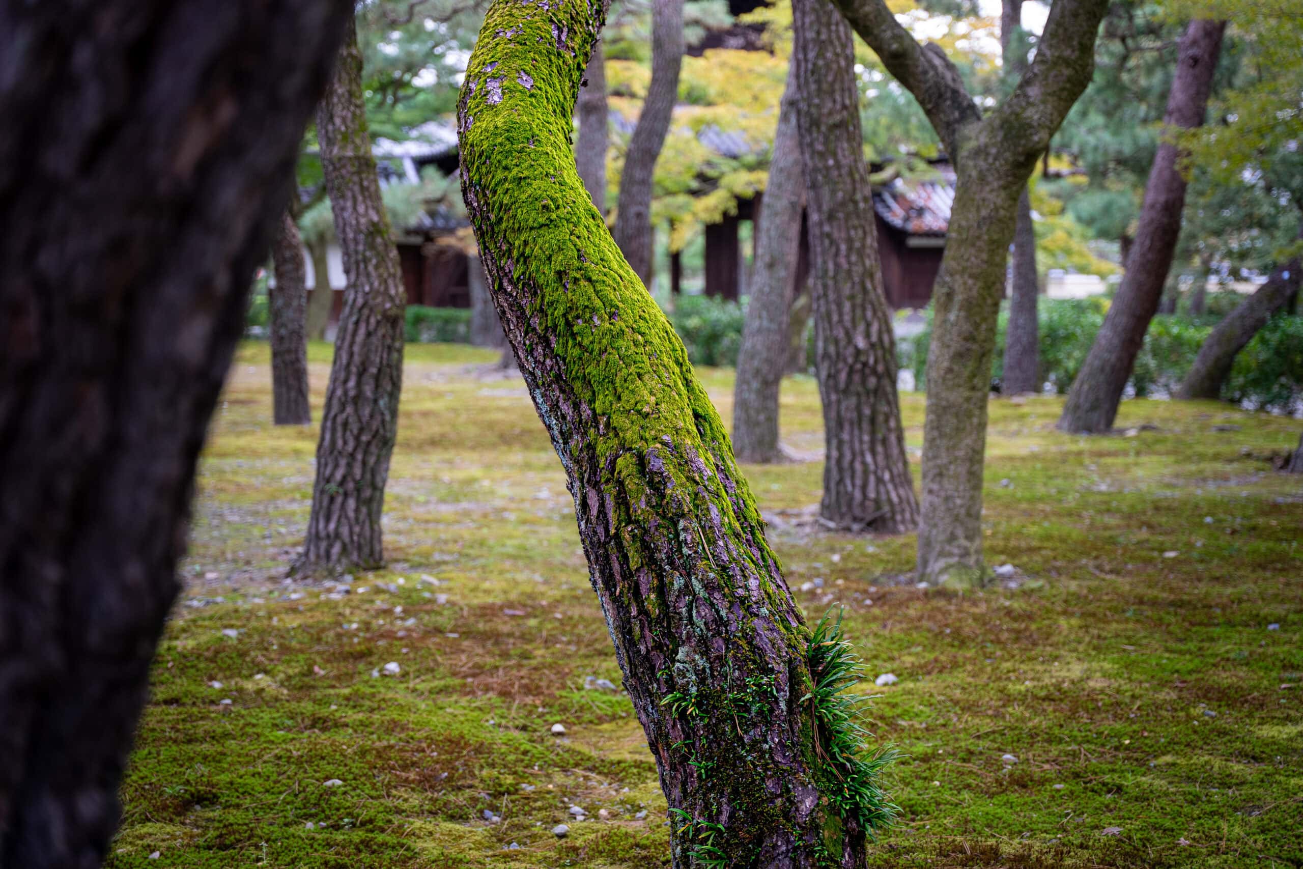 Kyoto 4 day itinerary