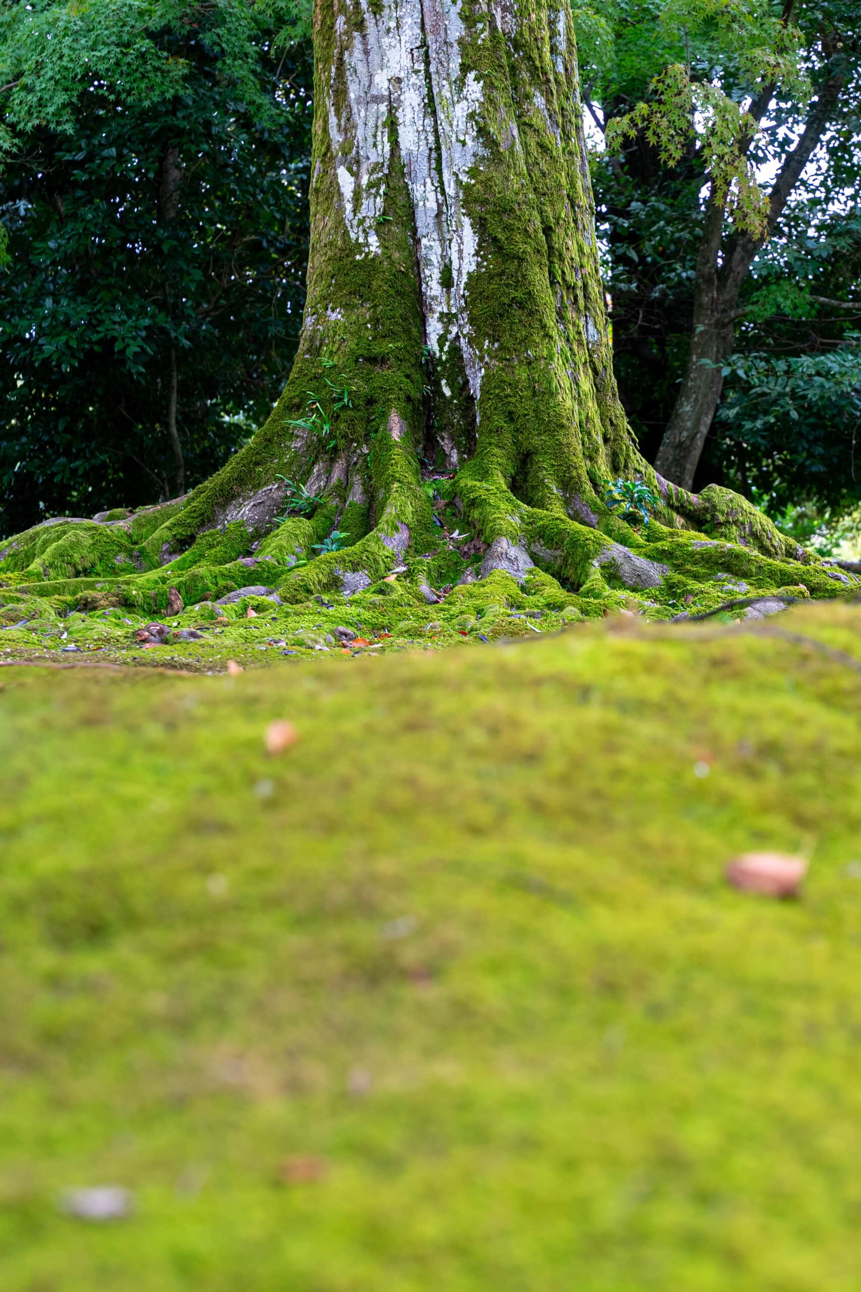 Moss garden at the Golden Temple in Kyoto