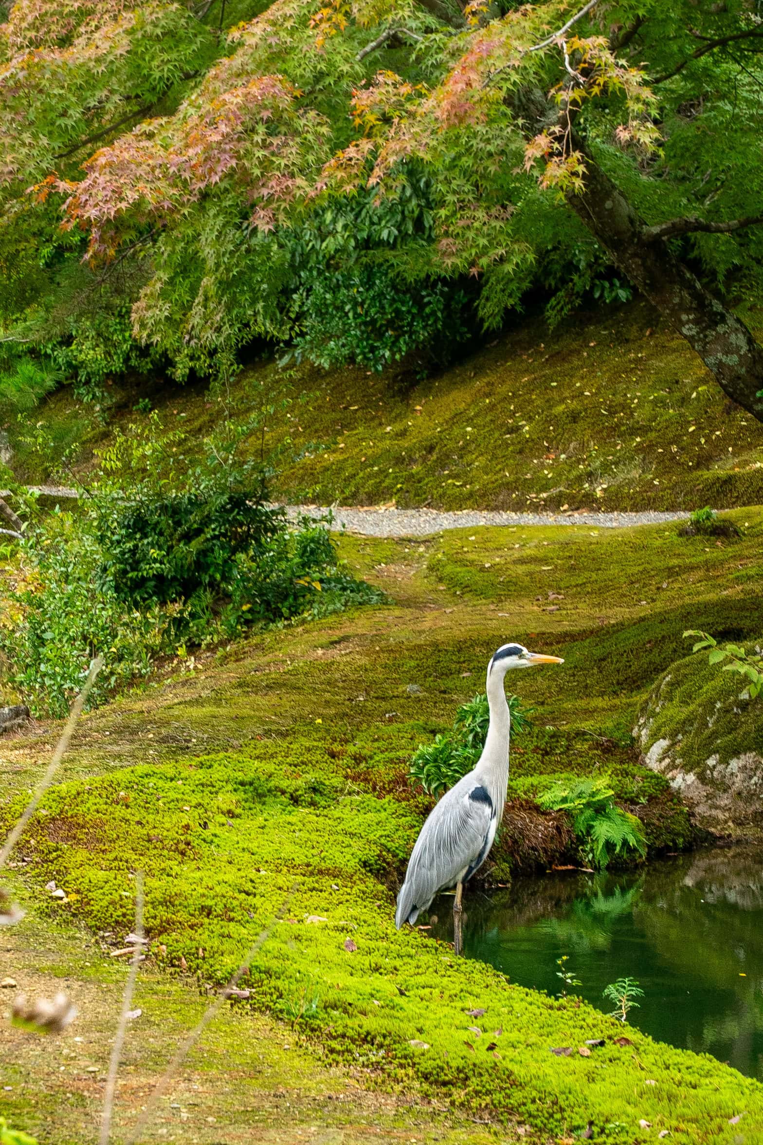 A heron stands overlooking the pond inside the the garden at the Golden Temple in Kyoto