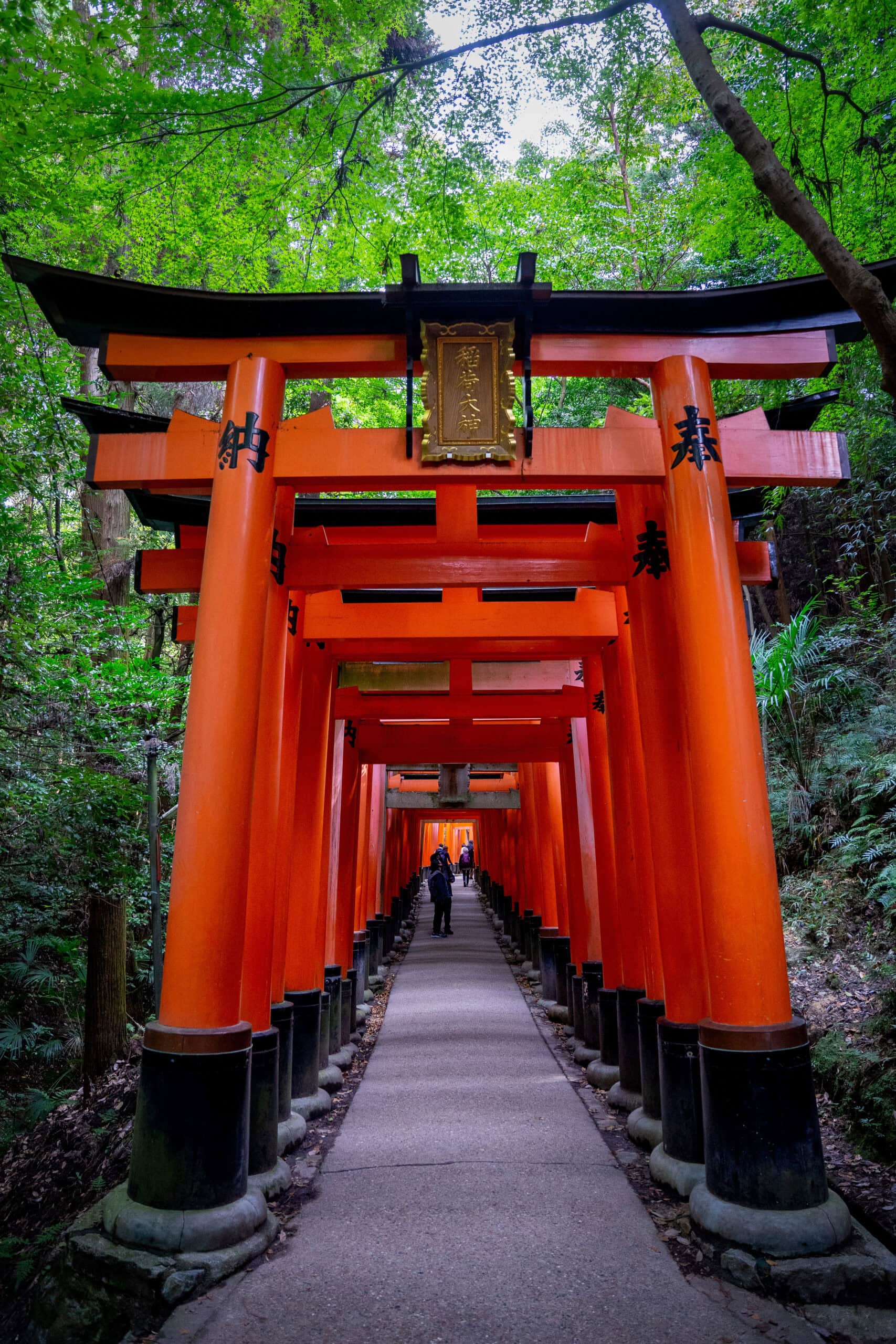 Fushimi Inari hike